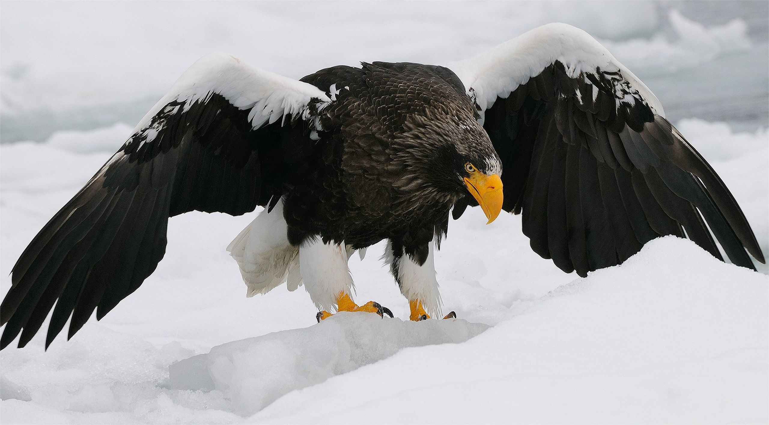 Bird Bird Of Prey Eagle Snow Steller 039 S Sea Eagle 2560x1416