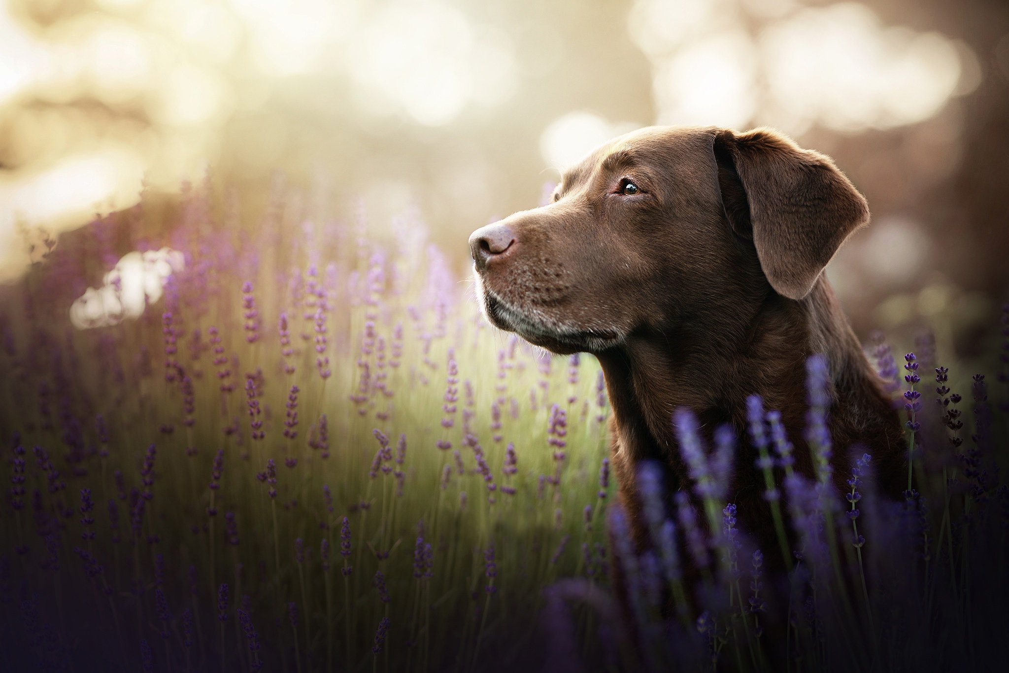 Dog Flower Labrador Retriever Pet 2048x1365