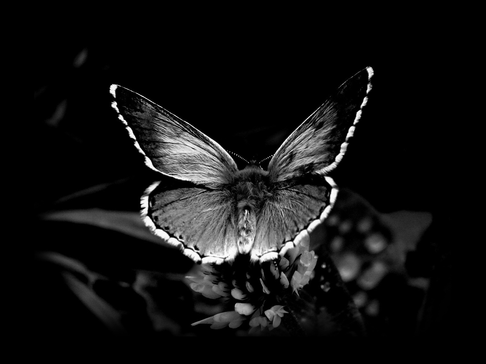 Animal Black Amp White Butterfly Wings 1600x1200