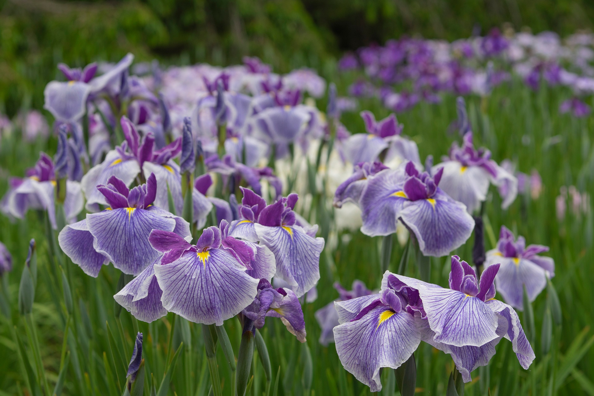 Flower Iris Nature Purple Flower 1920x1280