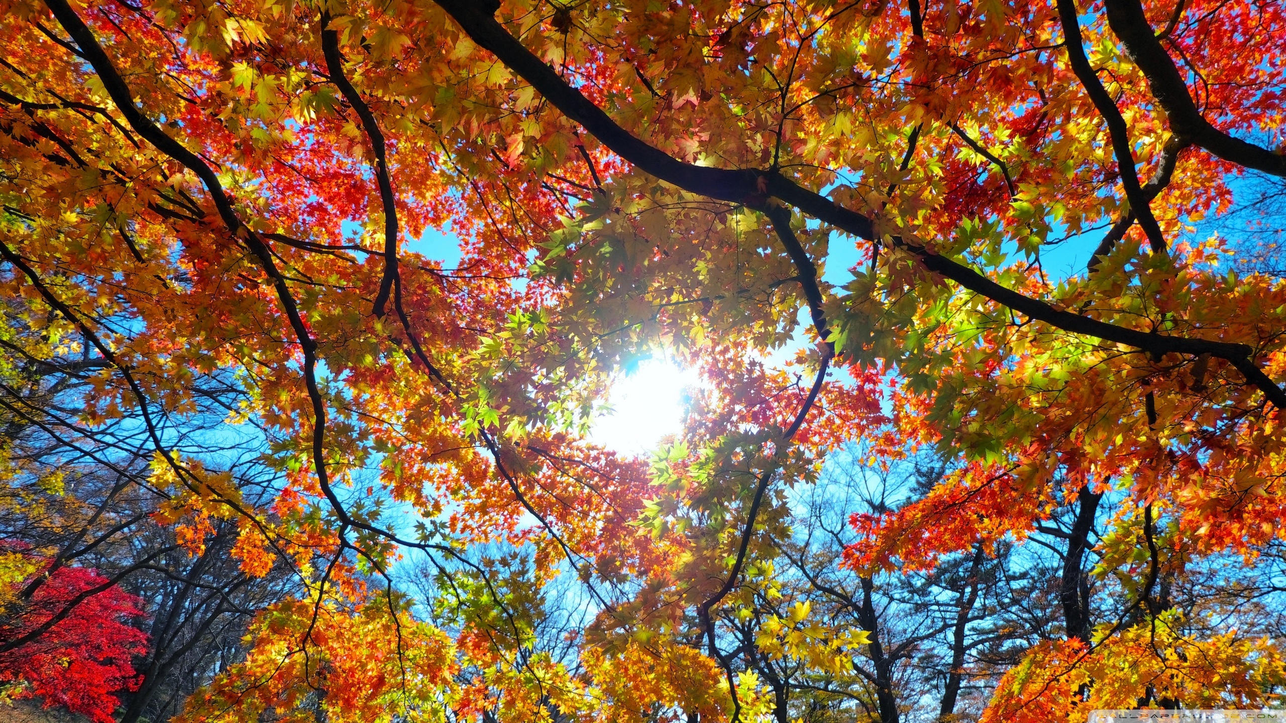 Branch Fall Leaf Nature Sunshine 2560x1440
