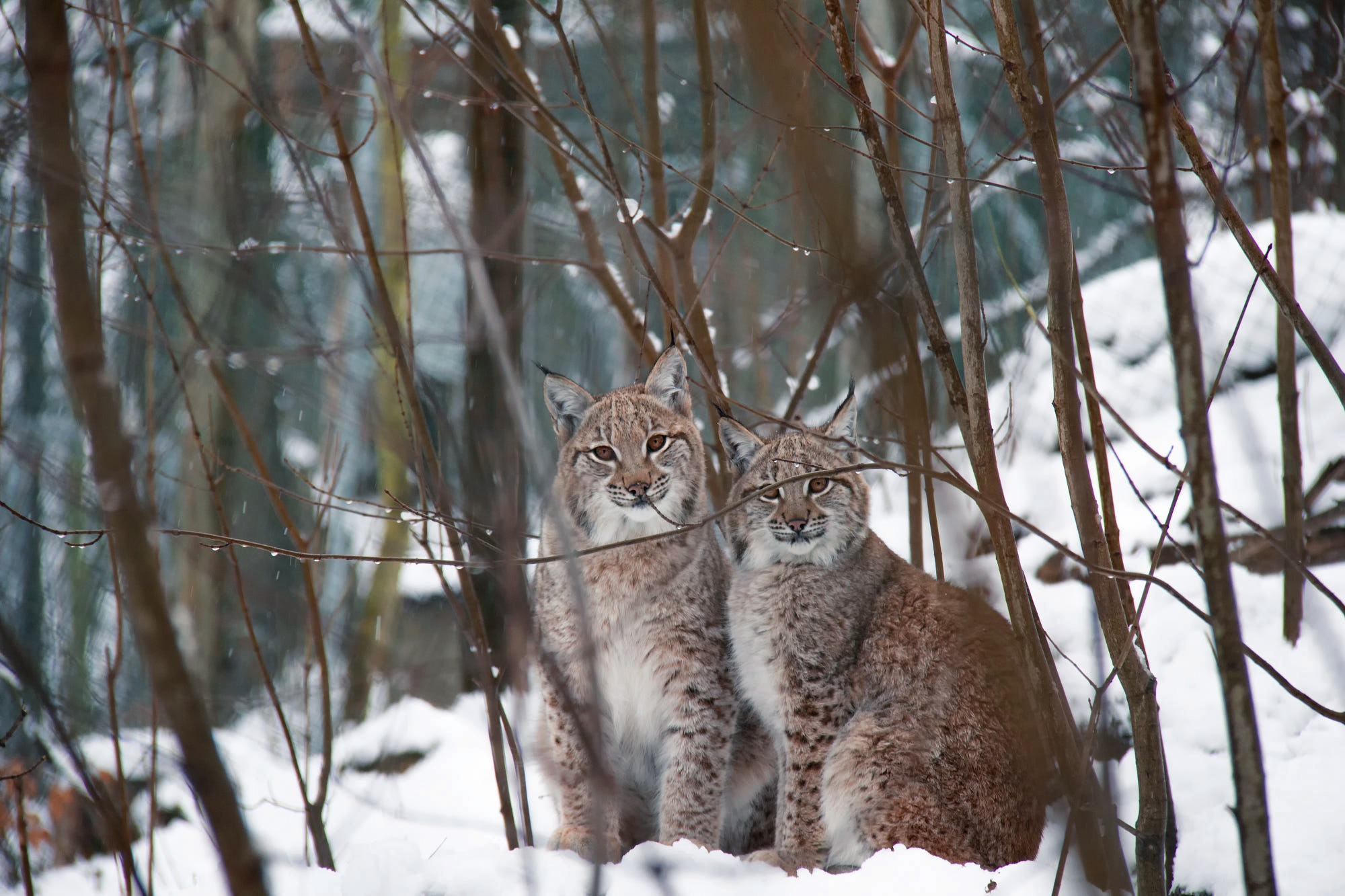 Lynx Snow Wildlife Winter 2000x1333