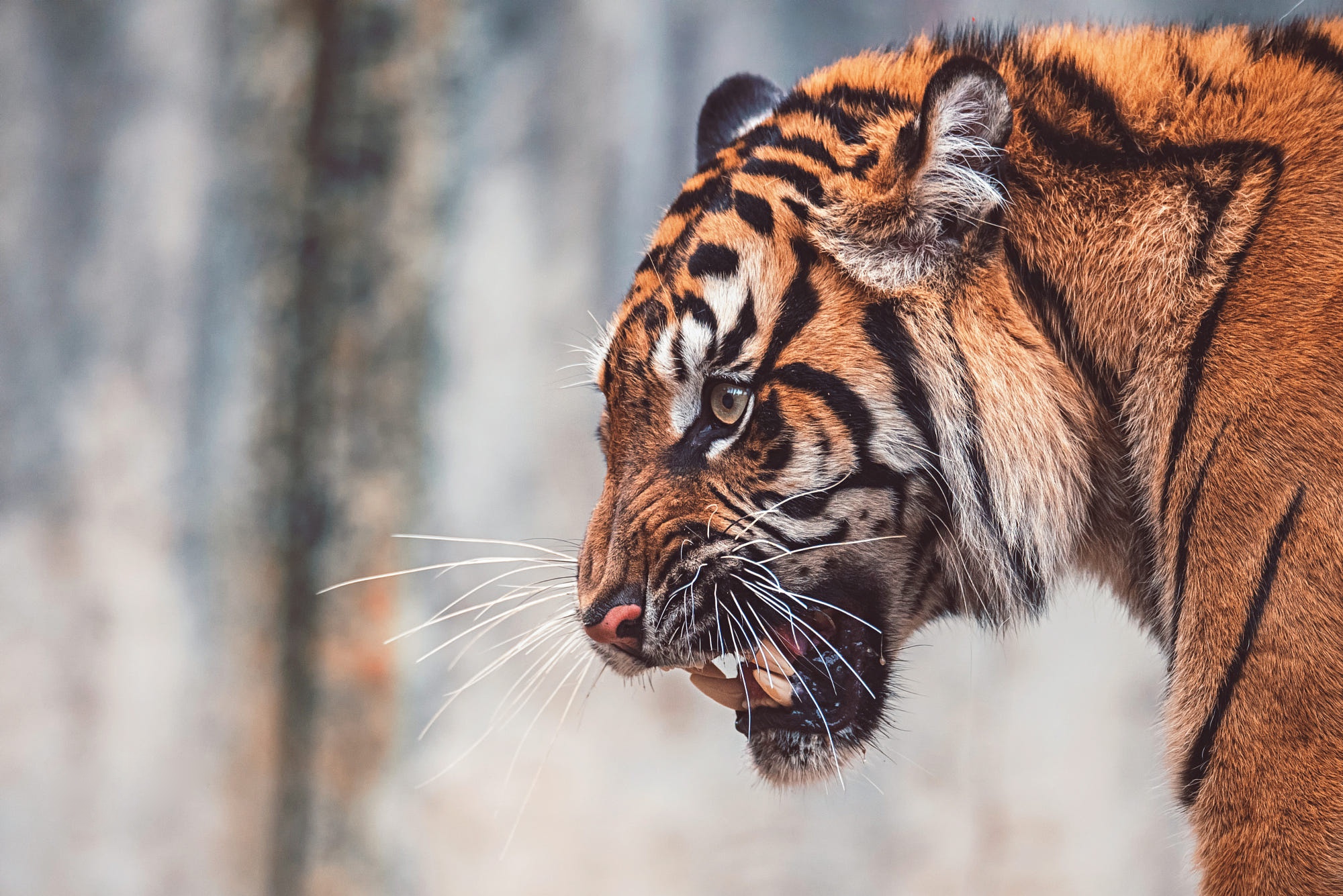 Big Cat Tiger Wildlife Predator Animal 2000x1335