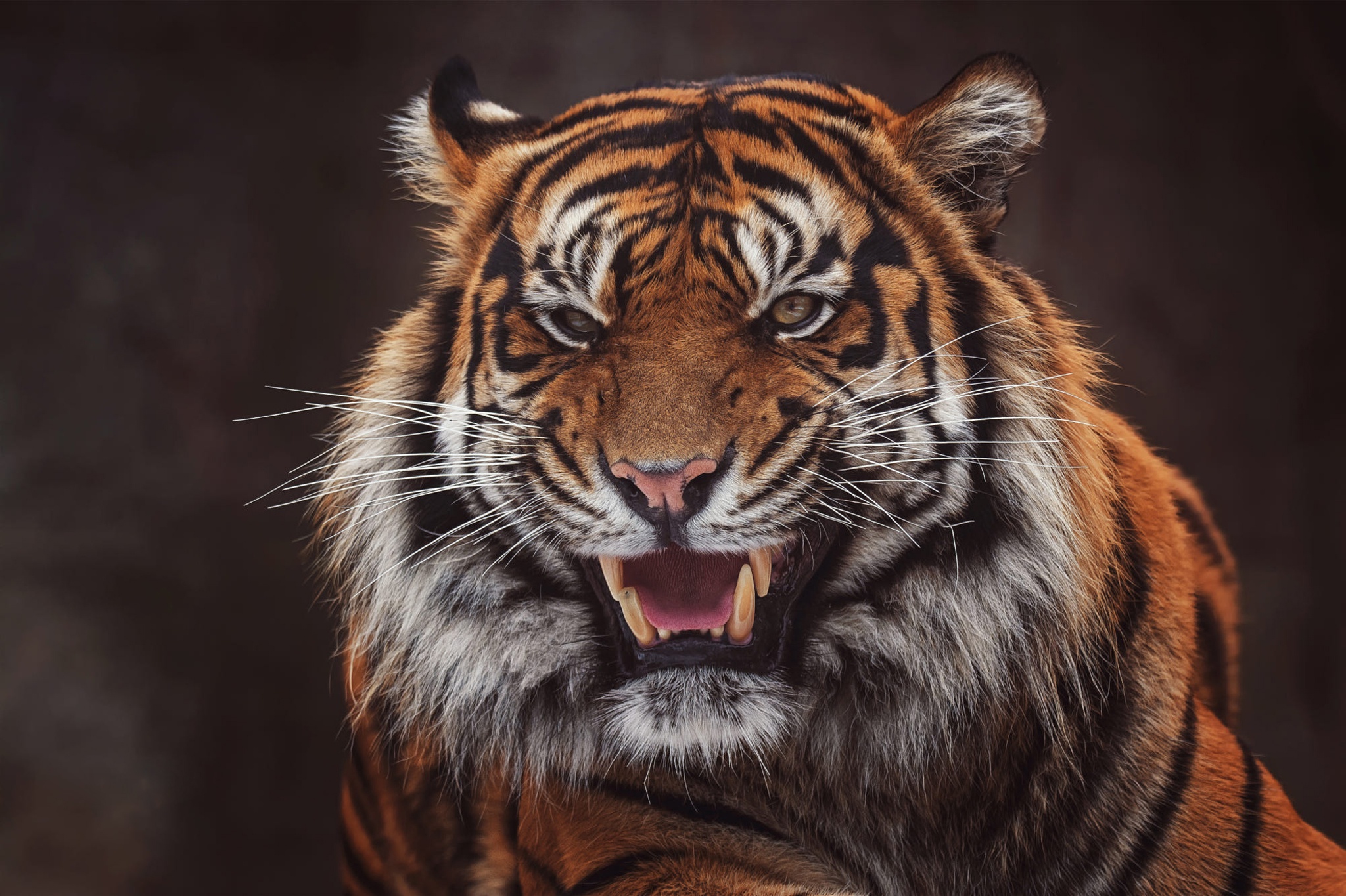 Big Cat Roar Tiger Wildlife Predator Animal 2048x1365