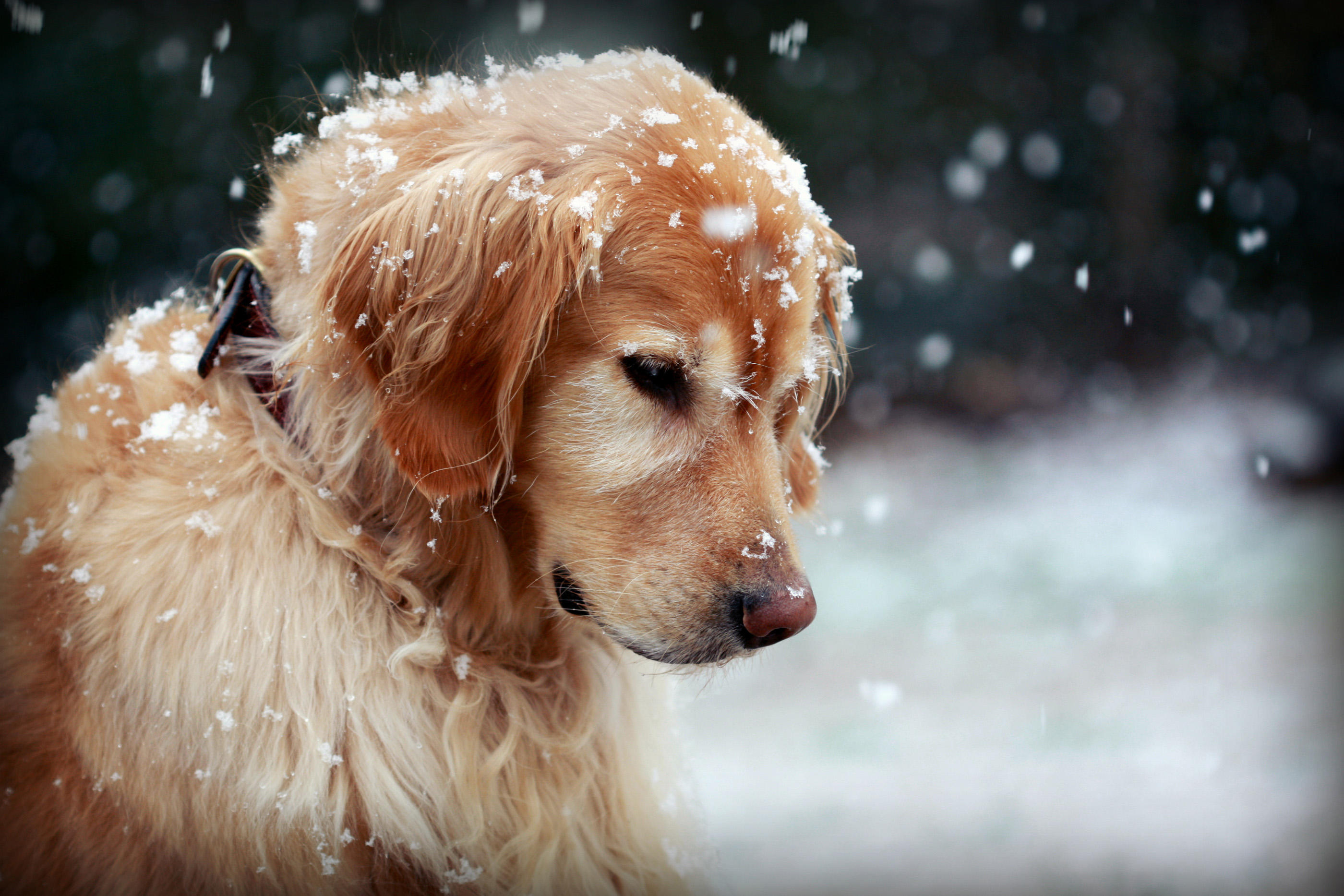 Animal Dog Golden Retriever Snow Snowfall 2800x1867