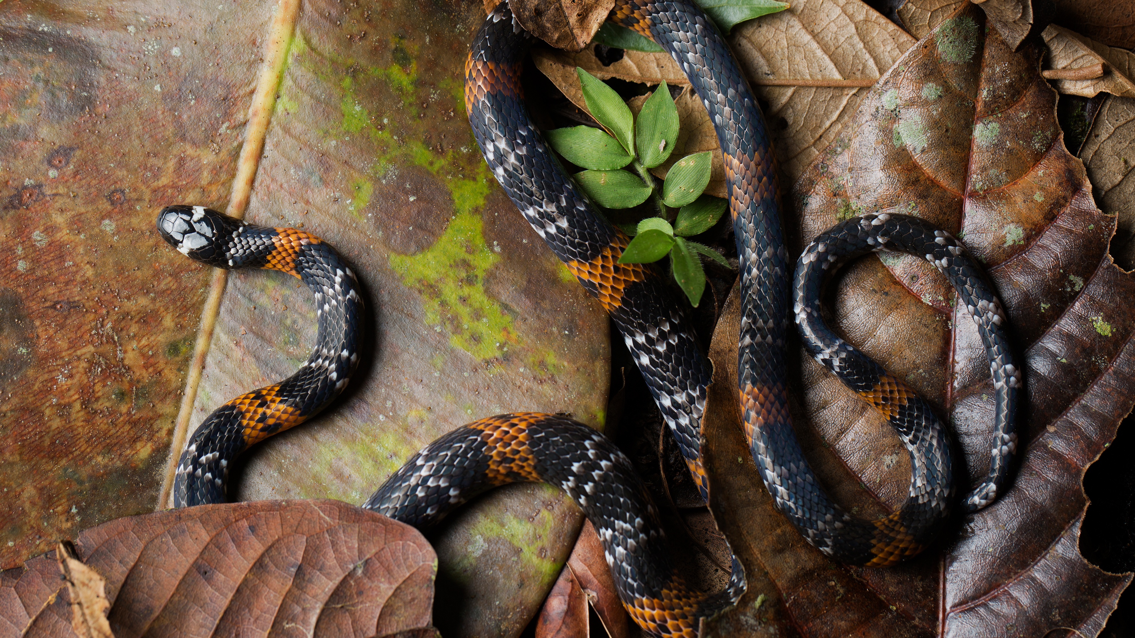 Elegant Coral Snake Reptile Snake 3840x2160