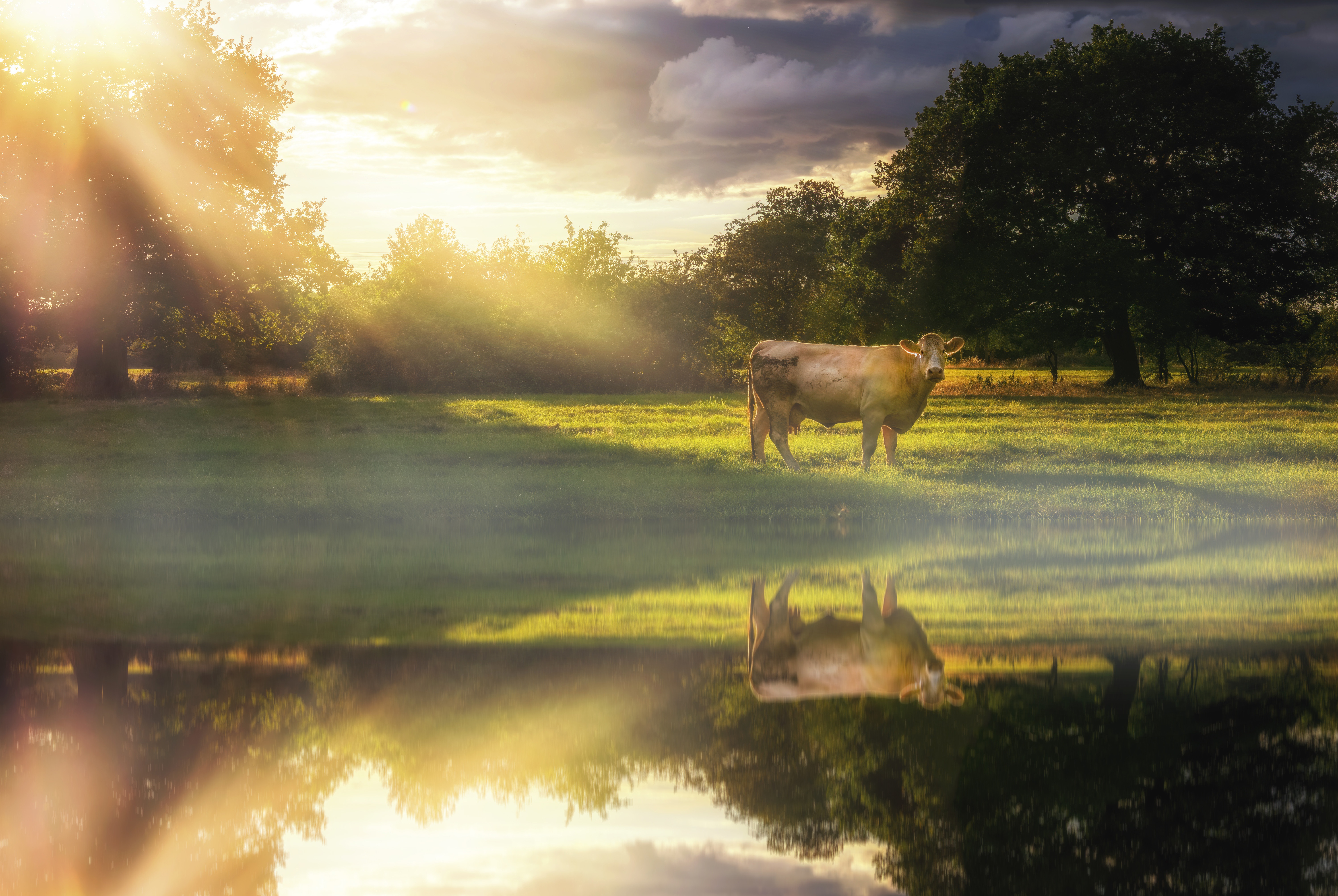 Cow Pasture Reflection 6000x4018