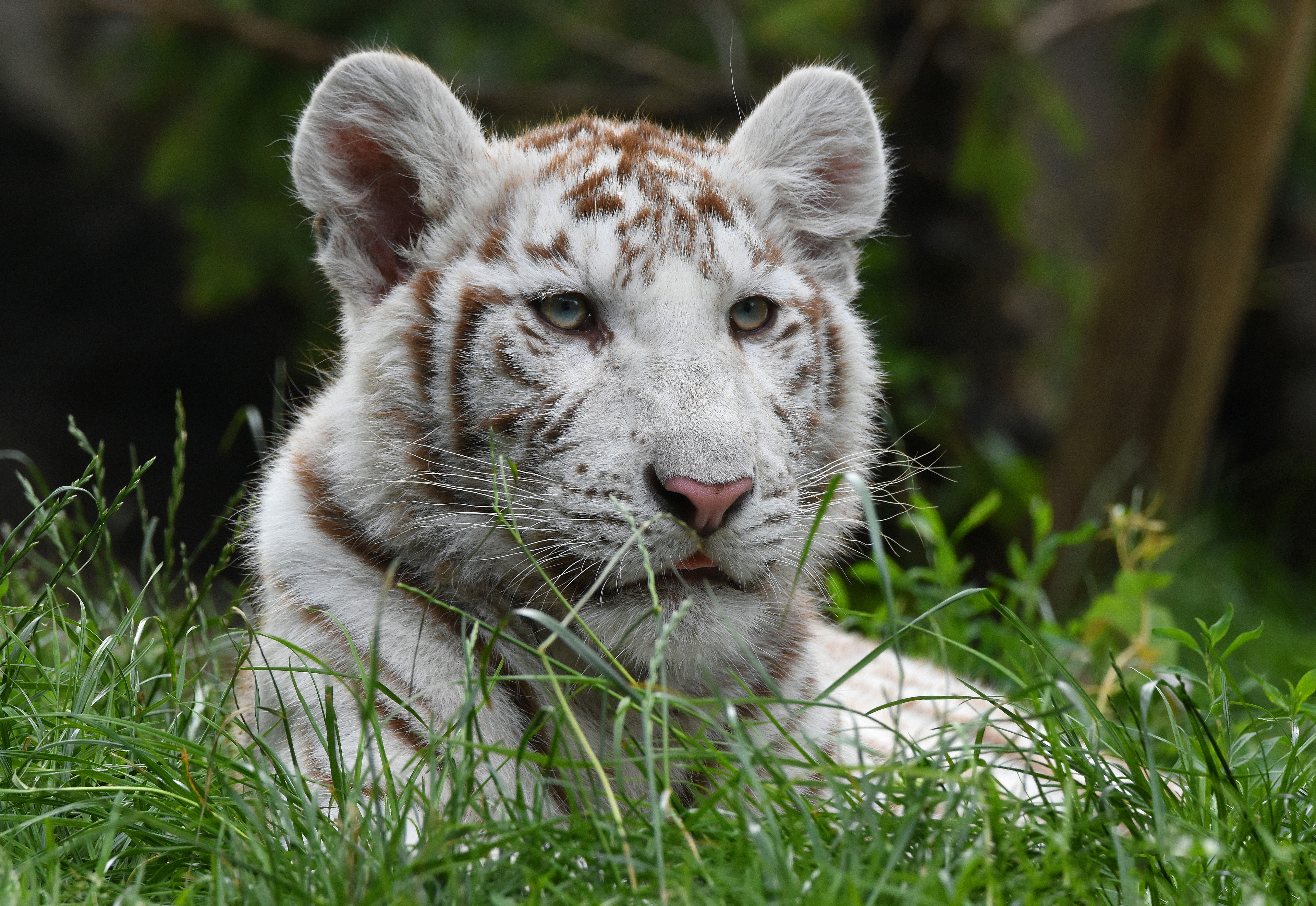 Big Cat White Tiger Wildlife Predator Animal 3840x2644