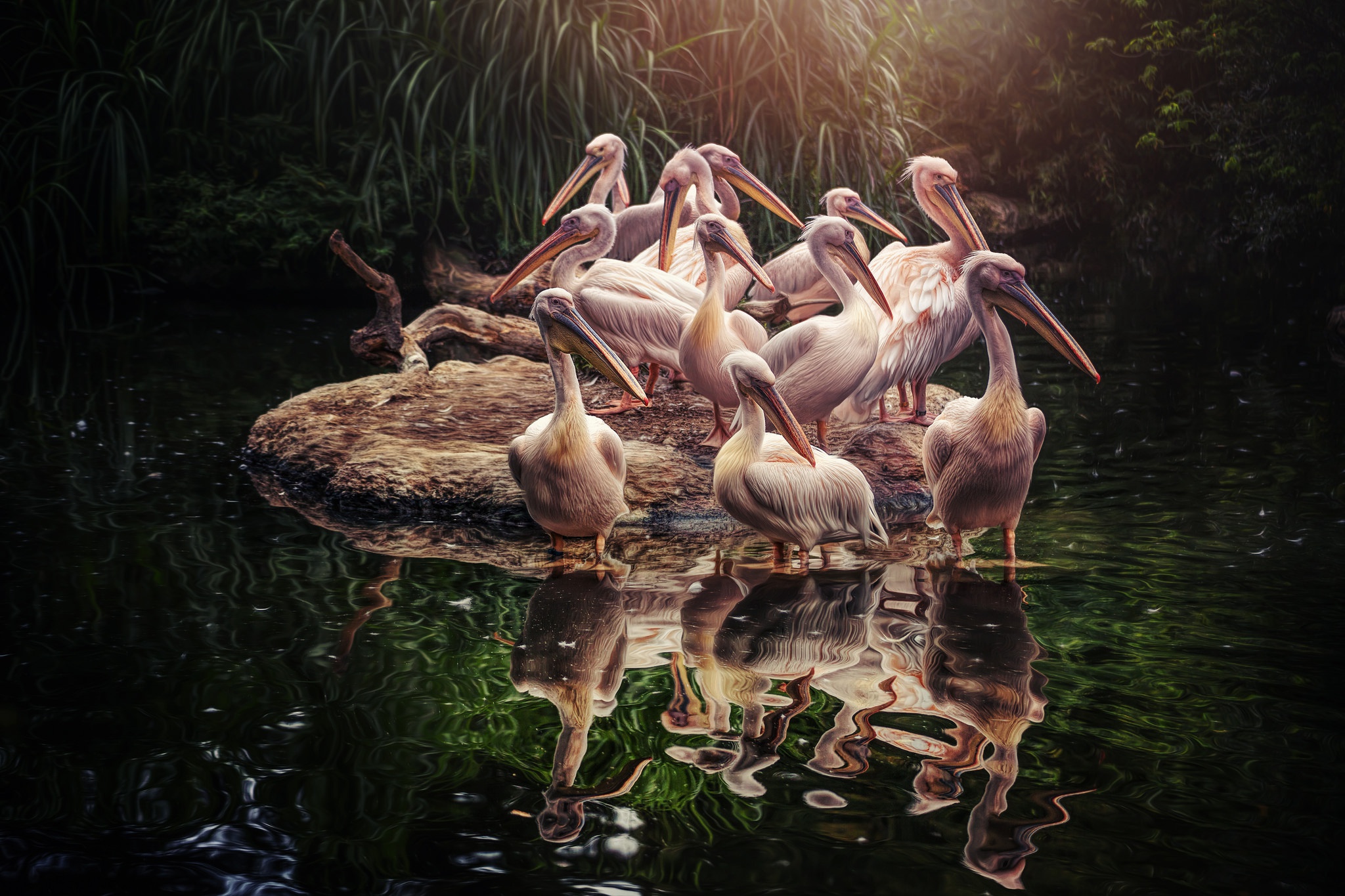 Bird Pelican Reflection Wildlife 2048x1365