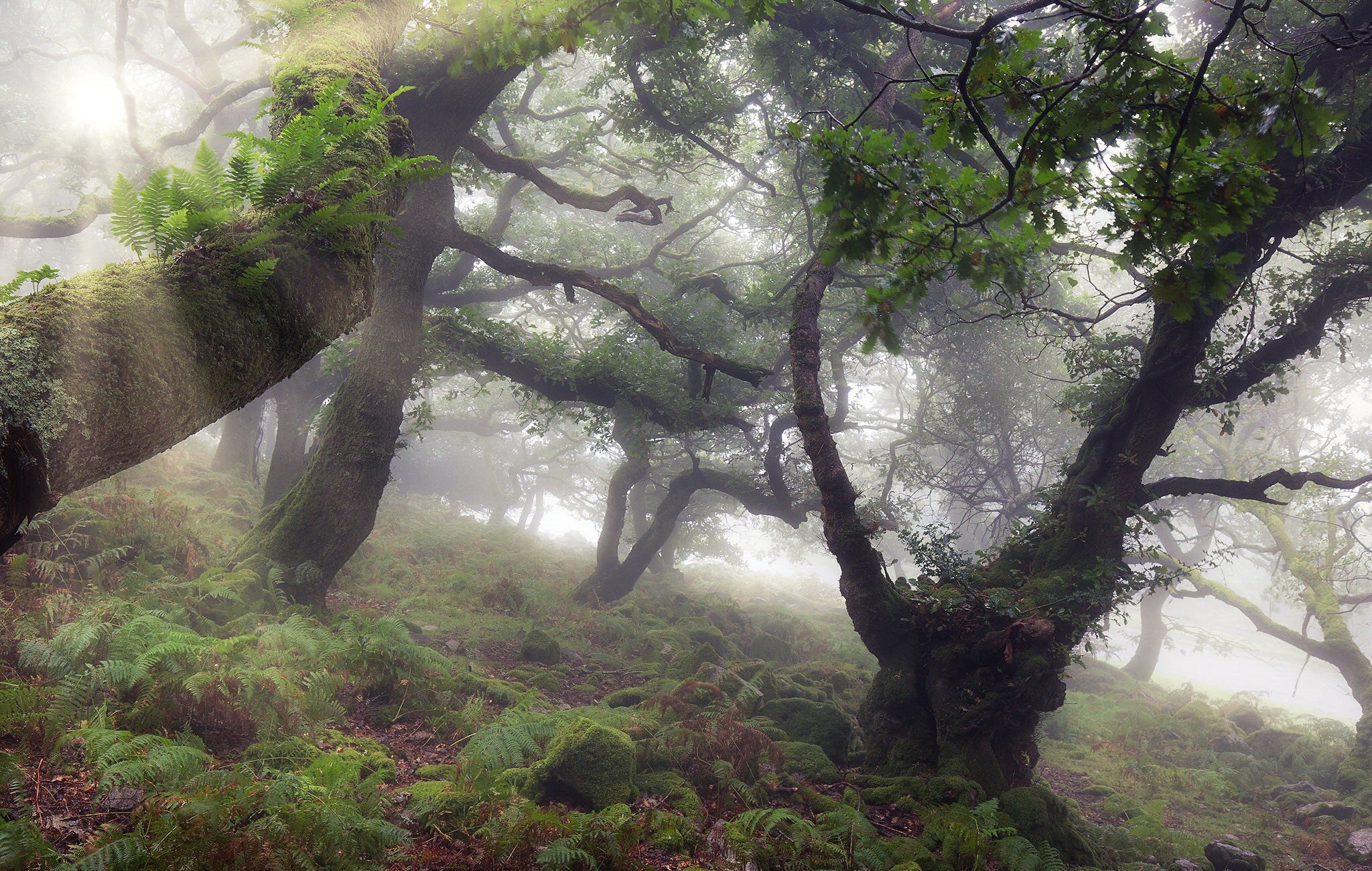 Fog Forest Moss Tree 2048x1300