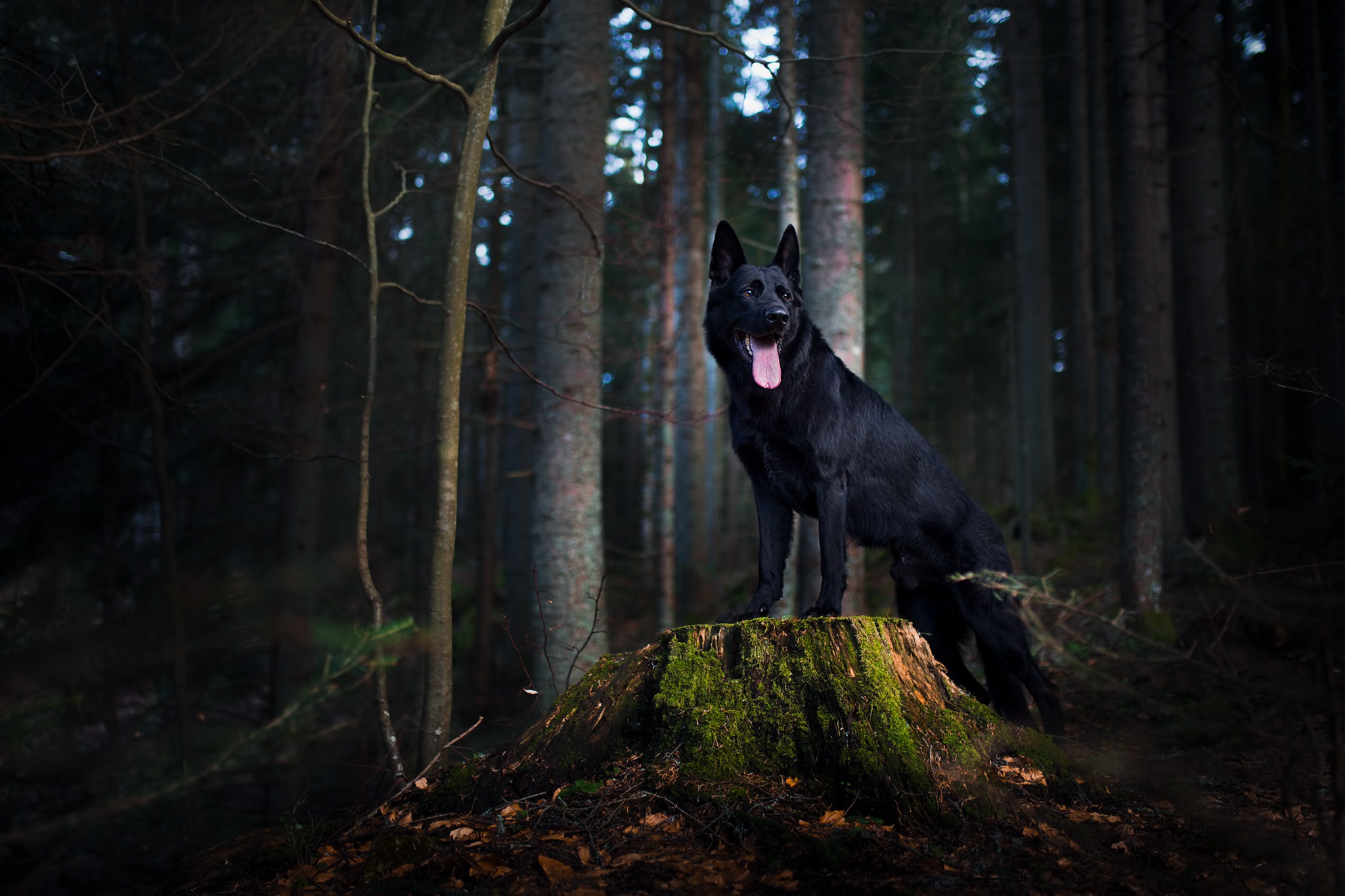 Dog German Shepherd Pet 2048x1365