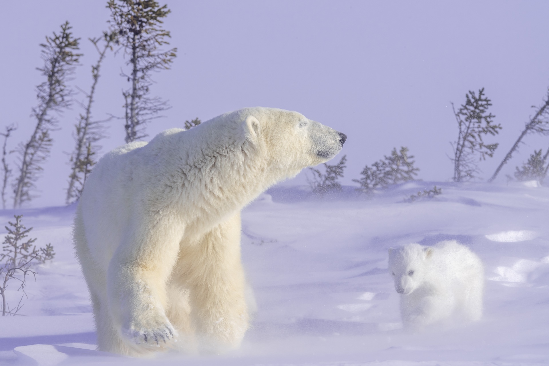 Baby Animal Cub Polar Bear Snow Wildlife Predator Animal 1920x1280