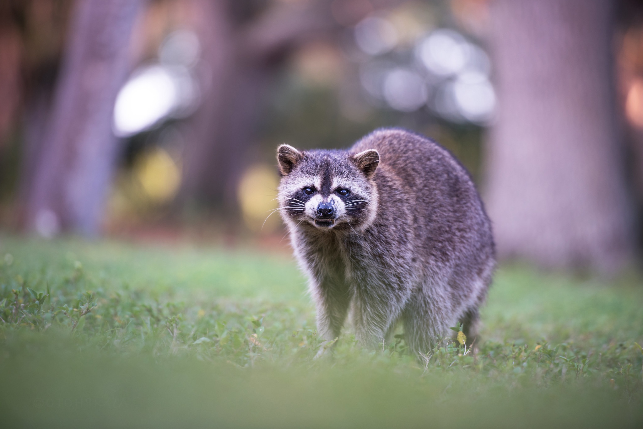 Raccoon Wildlife 2048x1367