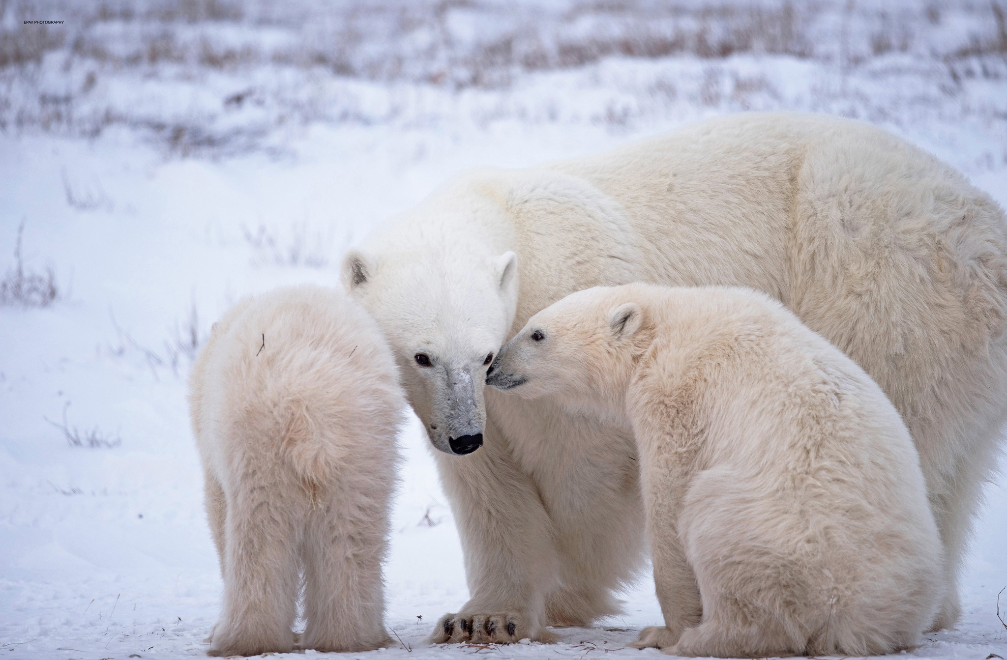 Baby Animal Cub Polar Bear Wildlife Predator Animal 2048x1343