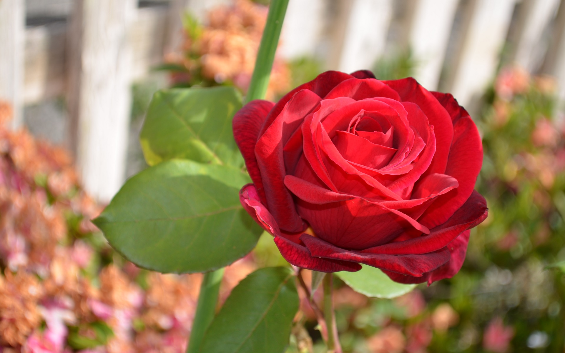Flower Nature Red Rose Rose 1920x1200