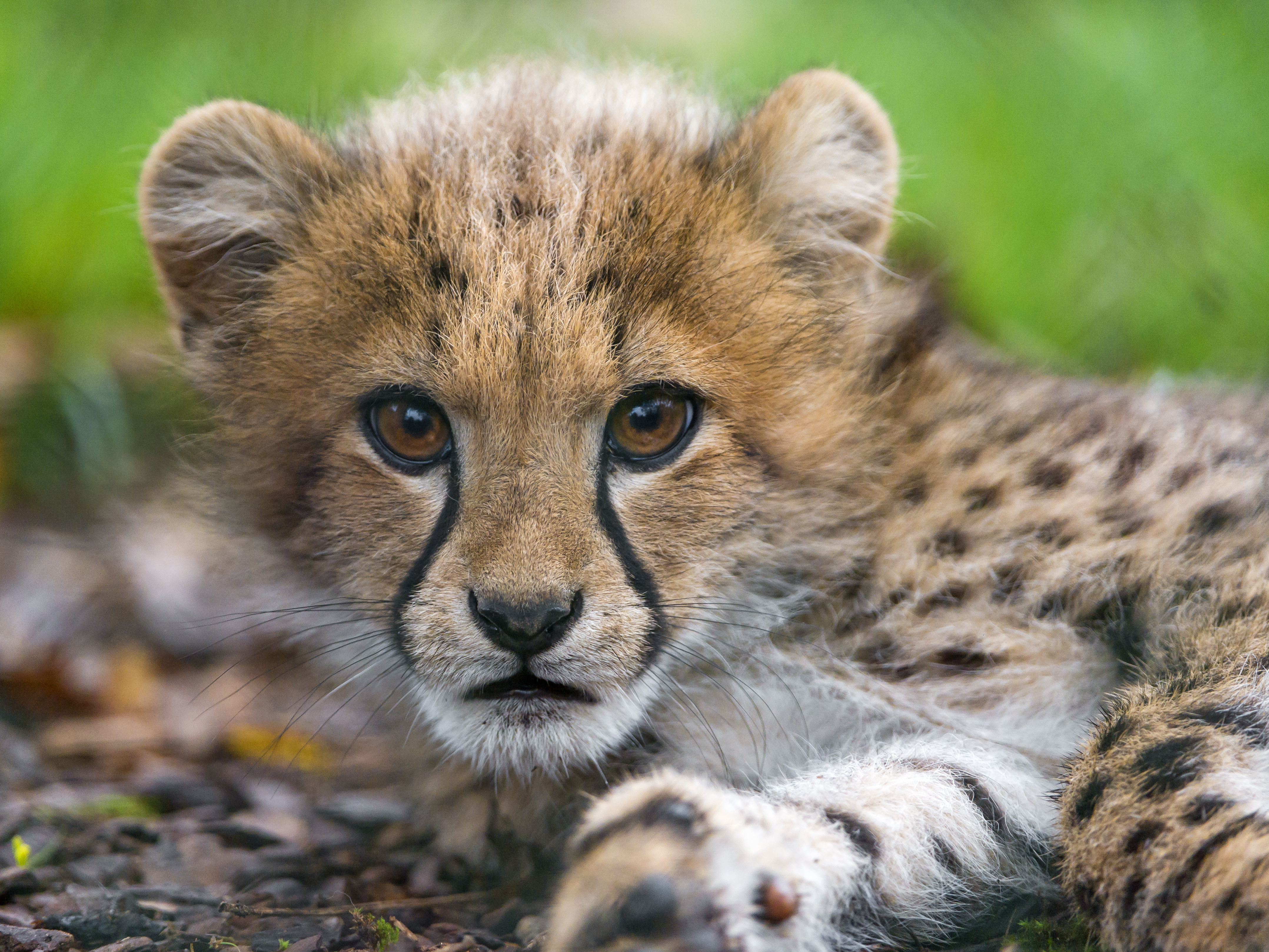 Baby Animal Big Cat Cheetah Close Up Cub Muzzle 4313x3235