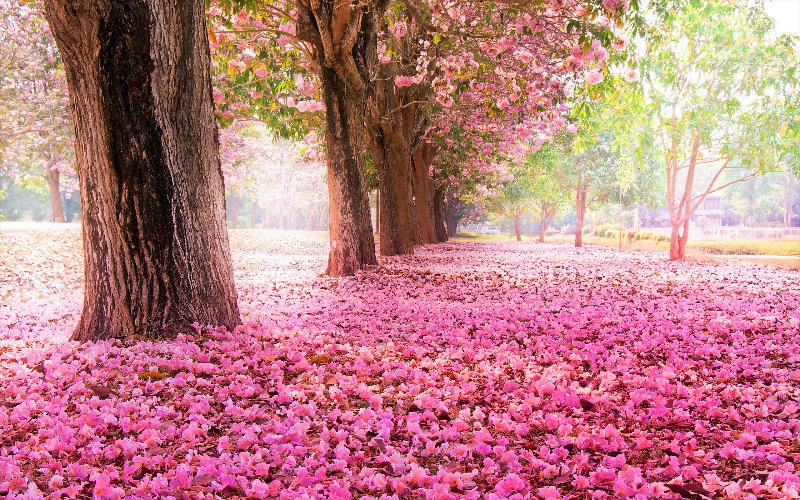 Blossom Earth Park Petal Pink Flower Tree Tree Lined 2560x1600