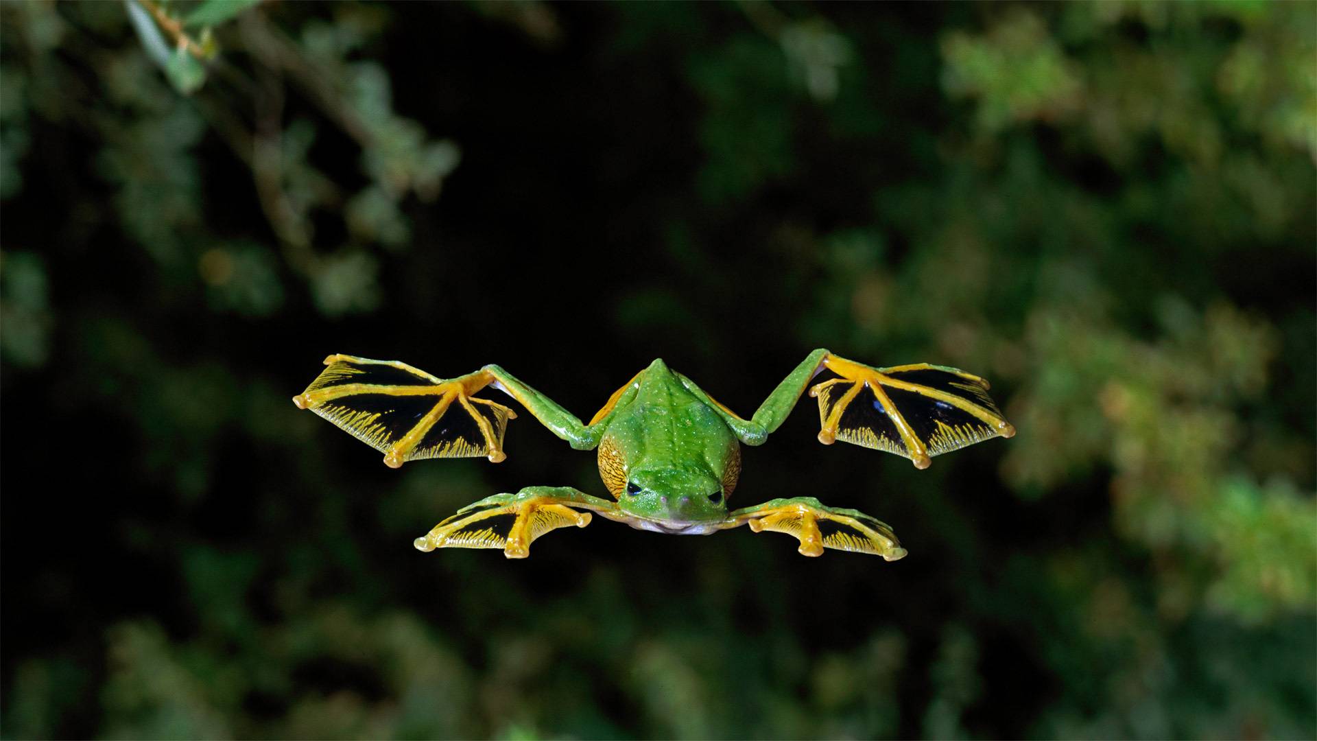 Bing Photography Nature Frog Amphibian Animals 1920x1080
