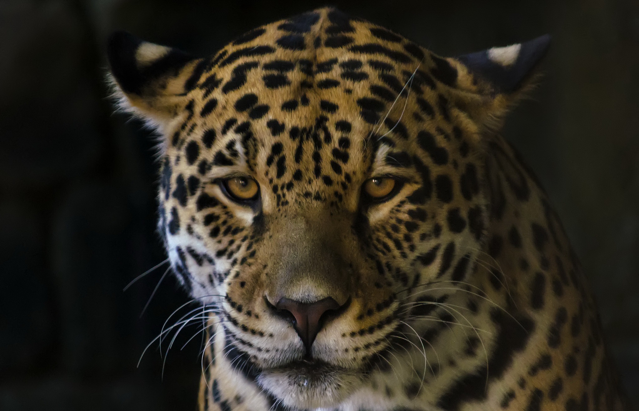 Big Cat Jaguar Wildlife Predator Animal 2048x1318