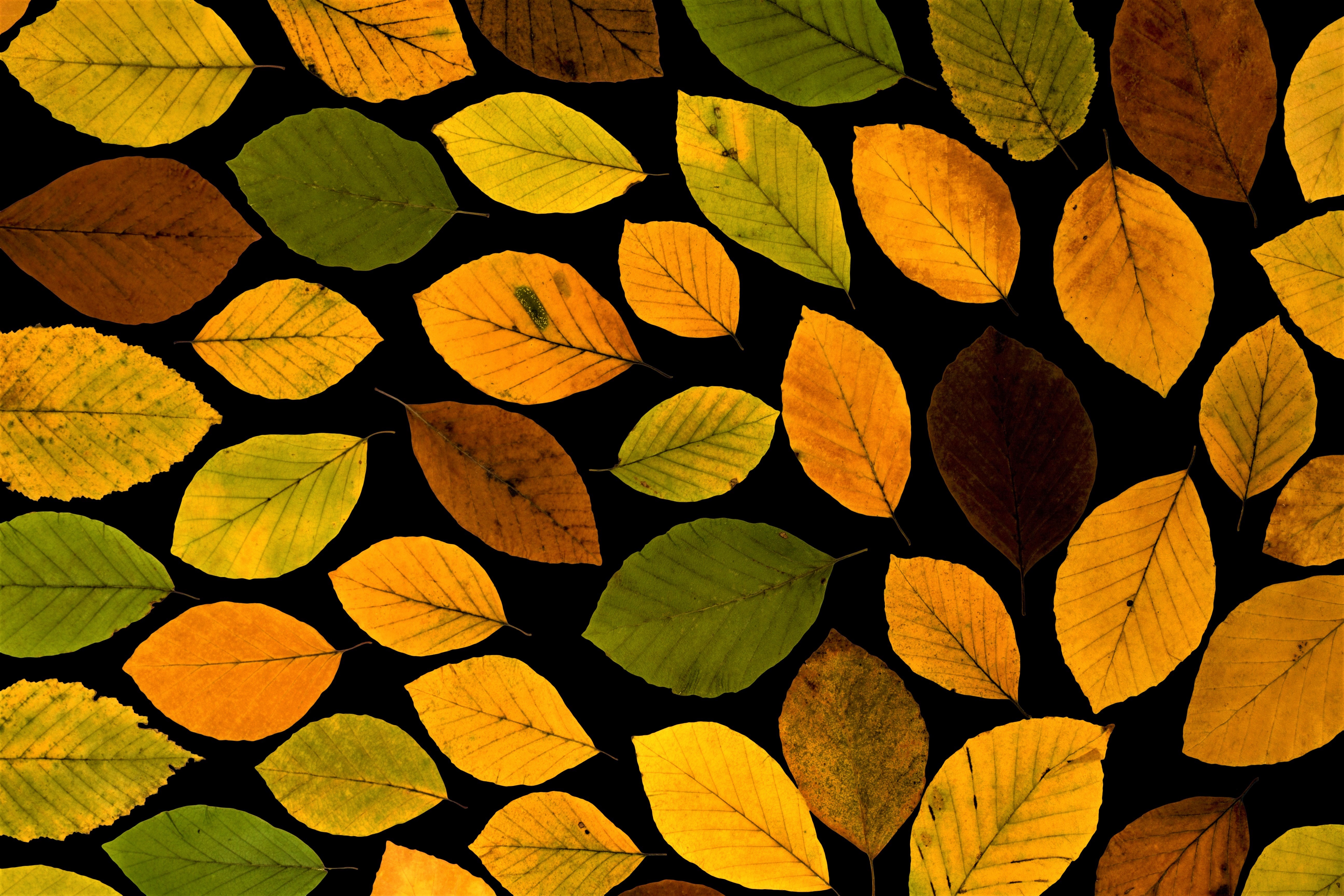 Artistic Colorful Fall Leaf Oak 5184x3456