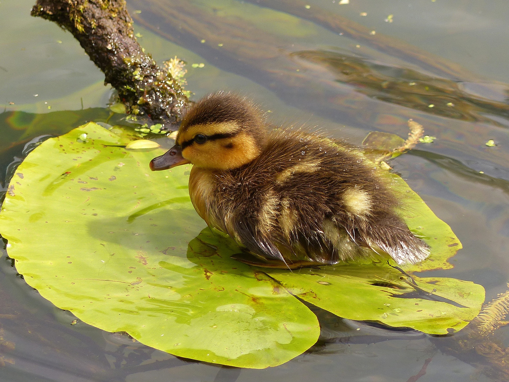 Baby Animal Bird Duck Duckling Wildlife 2048x1536