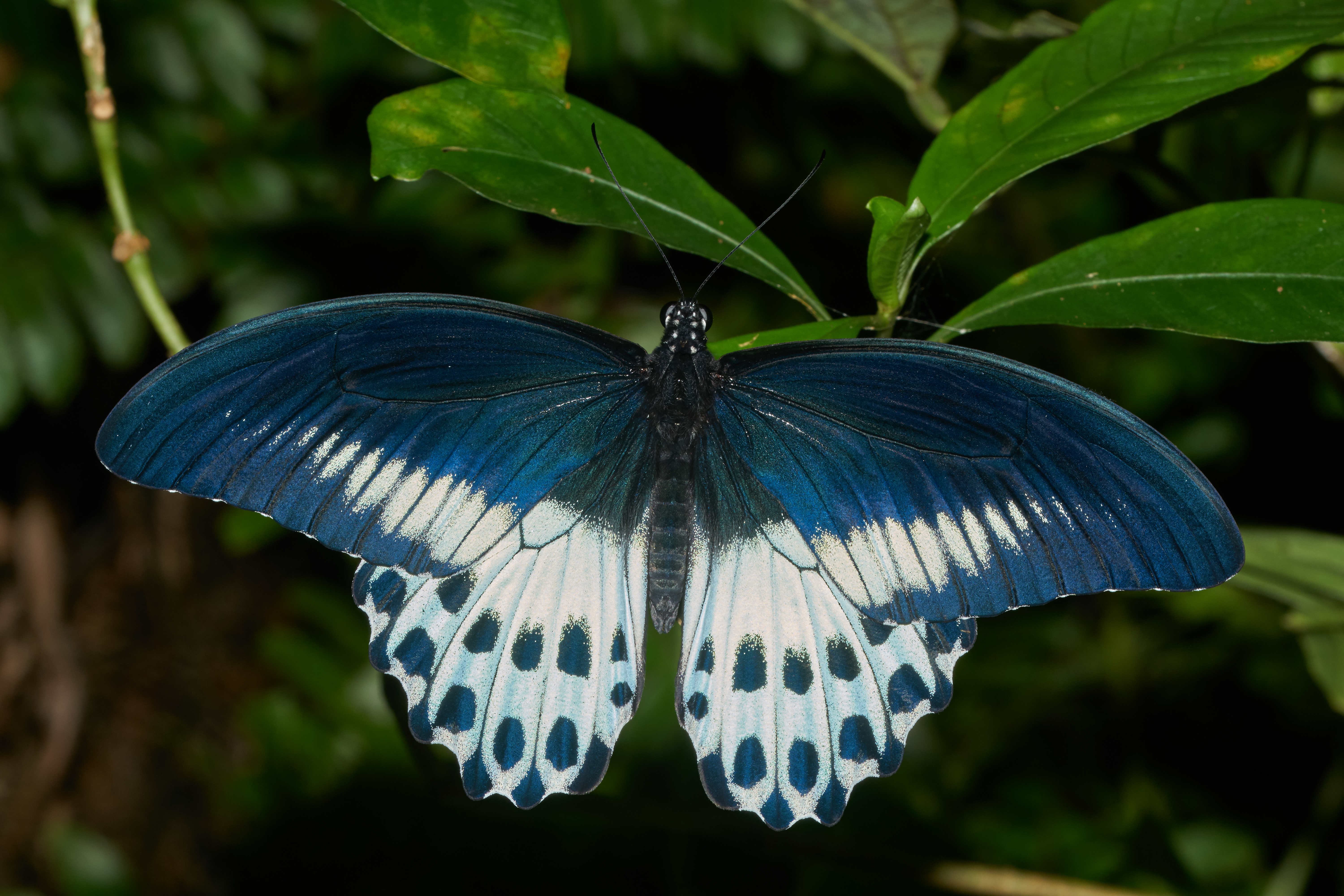 Blue Mormon Butterfly Swallowtail Butterfly 6000x4000