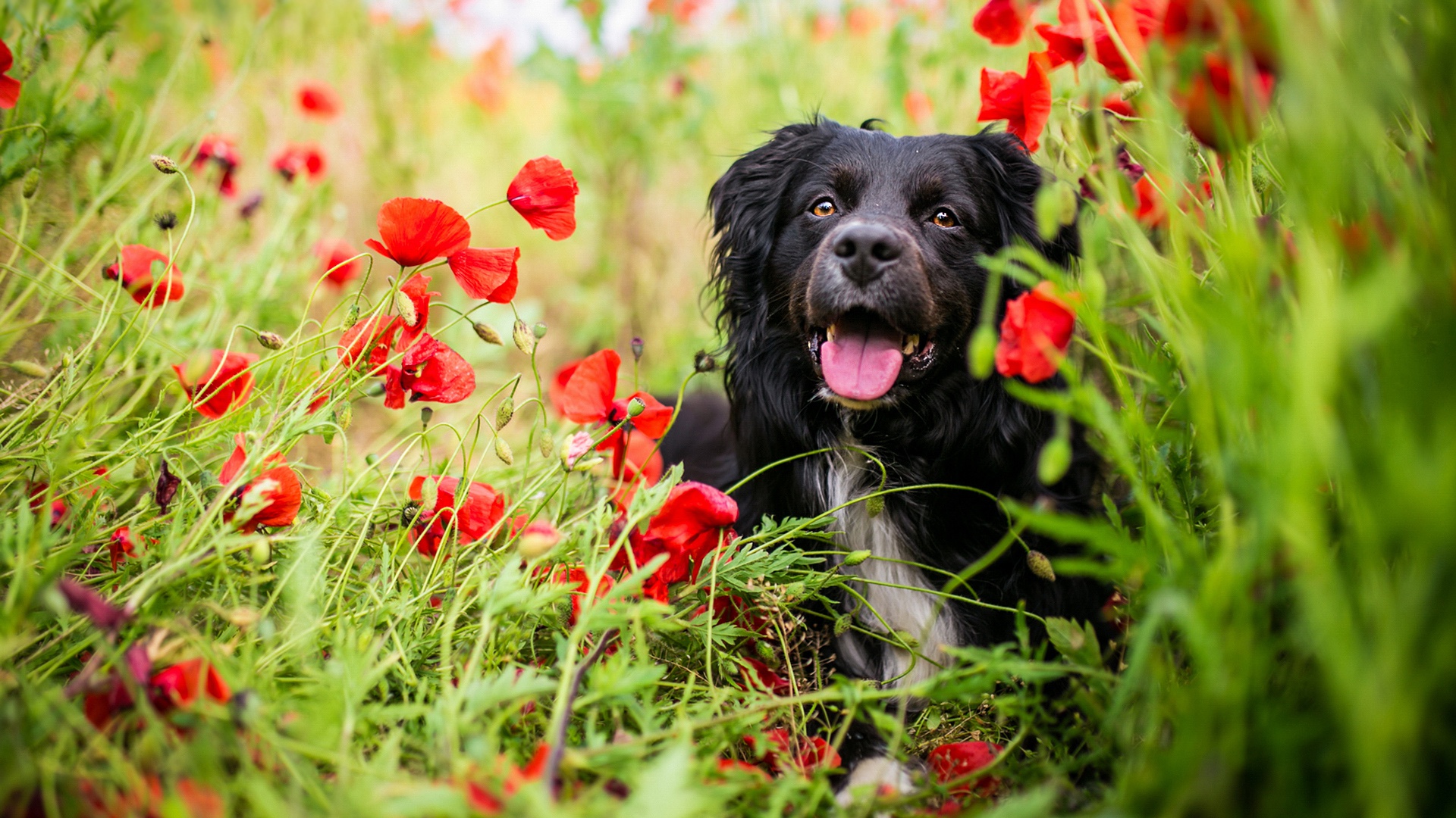 Dog Pet Poppy Red Flower 1920x1080