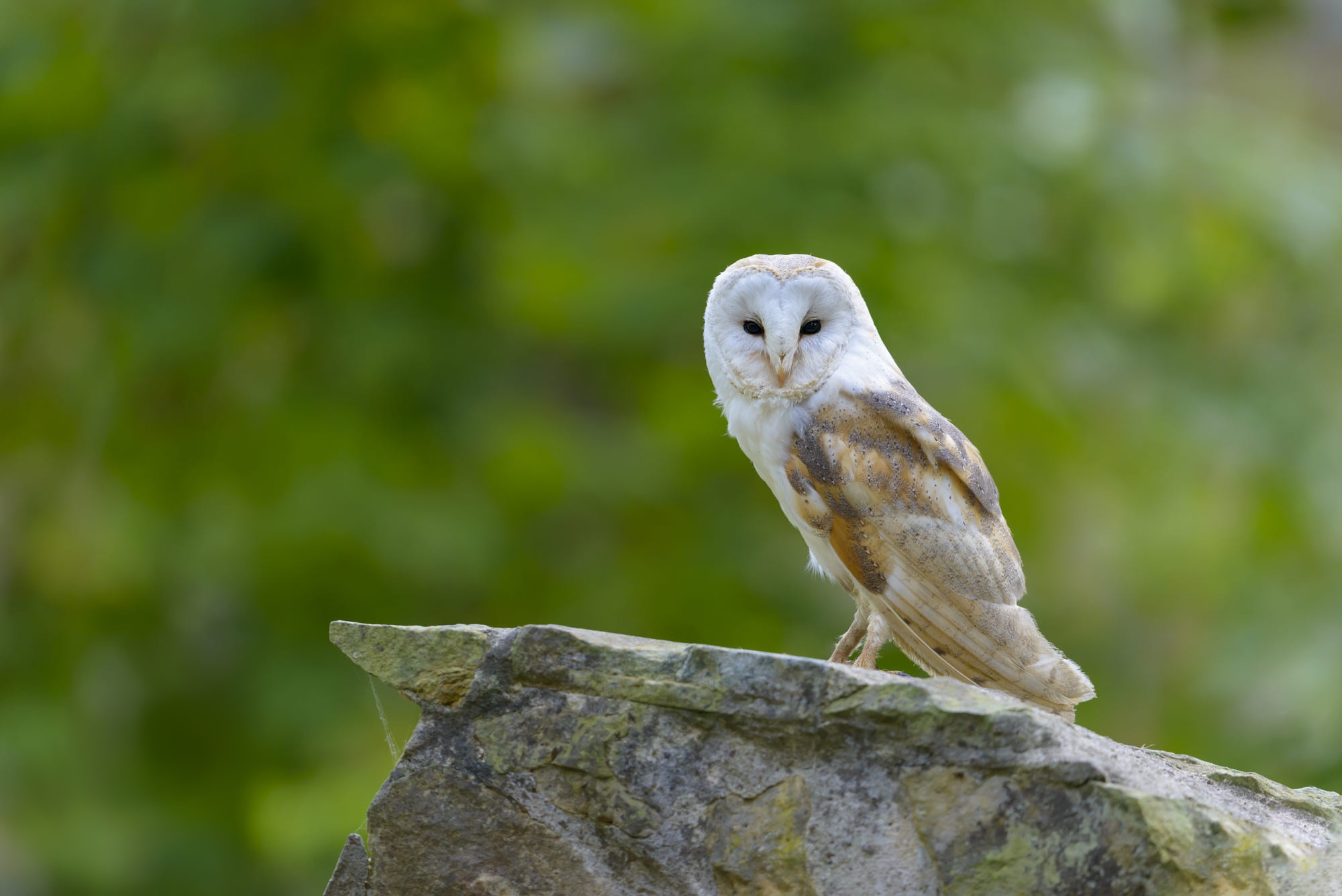 Barn Owl Bird Owl Wildlife 2000x1335