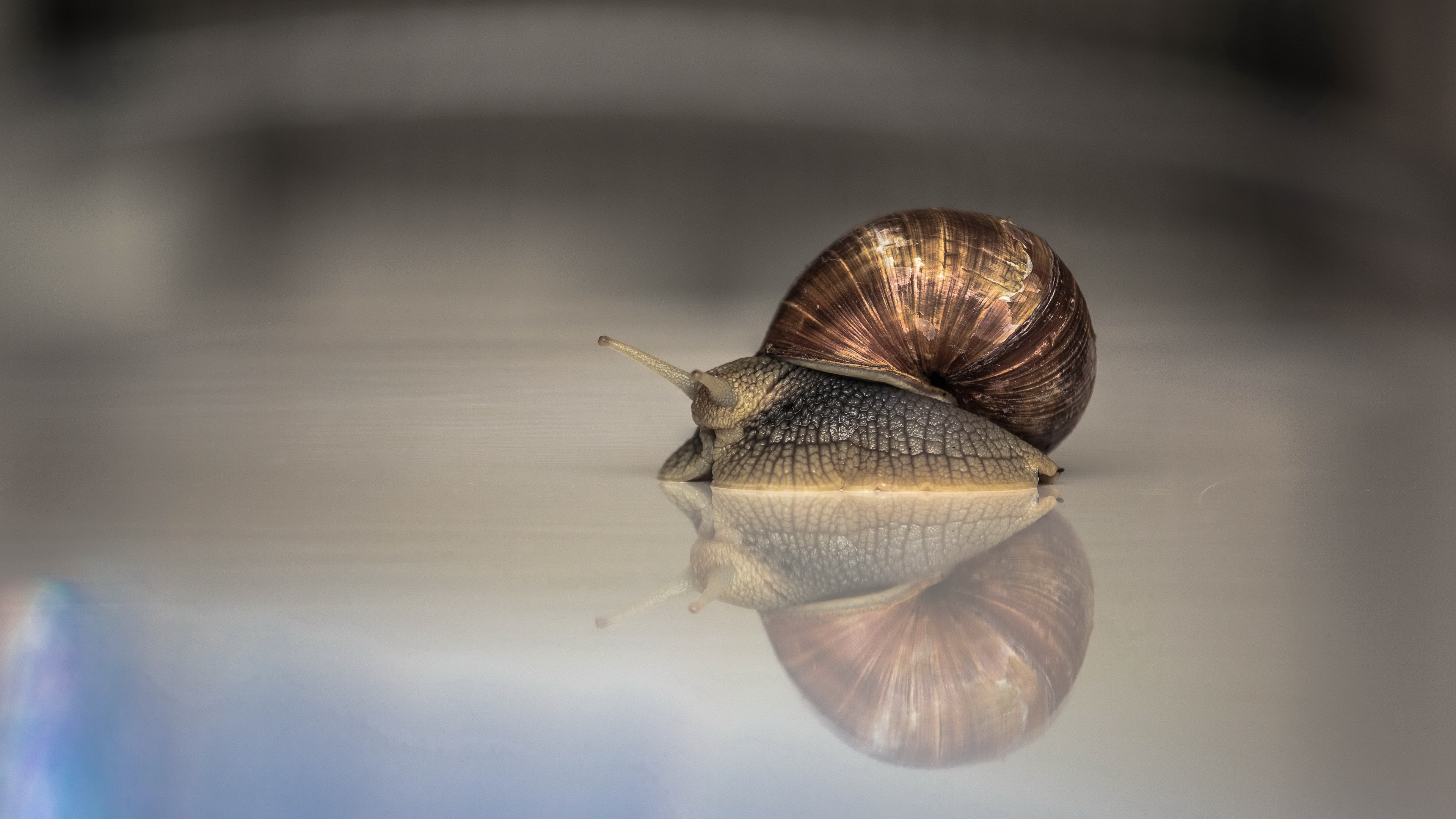 Reflection Snail 3840x2160