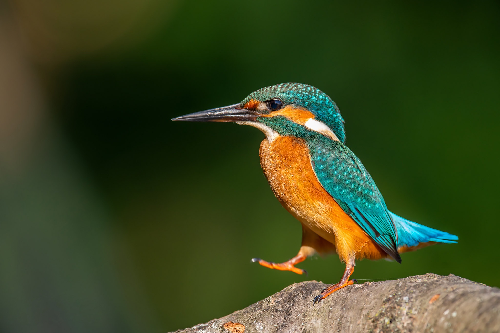 Bird Kingfisher Wildlife 2048x1365