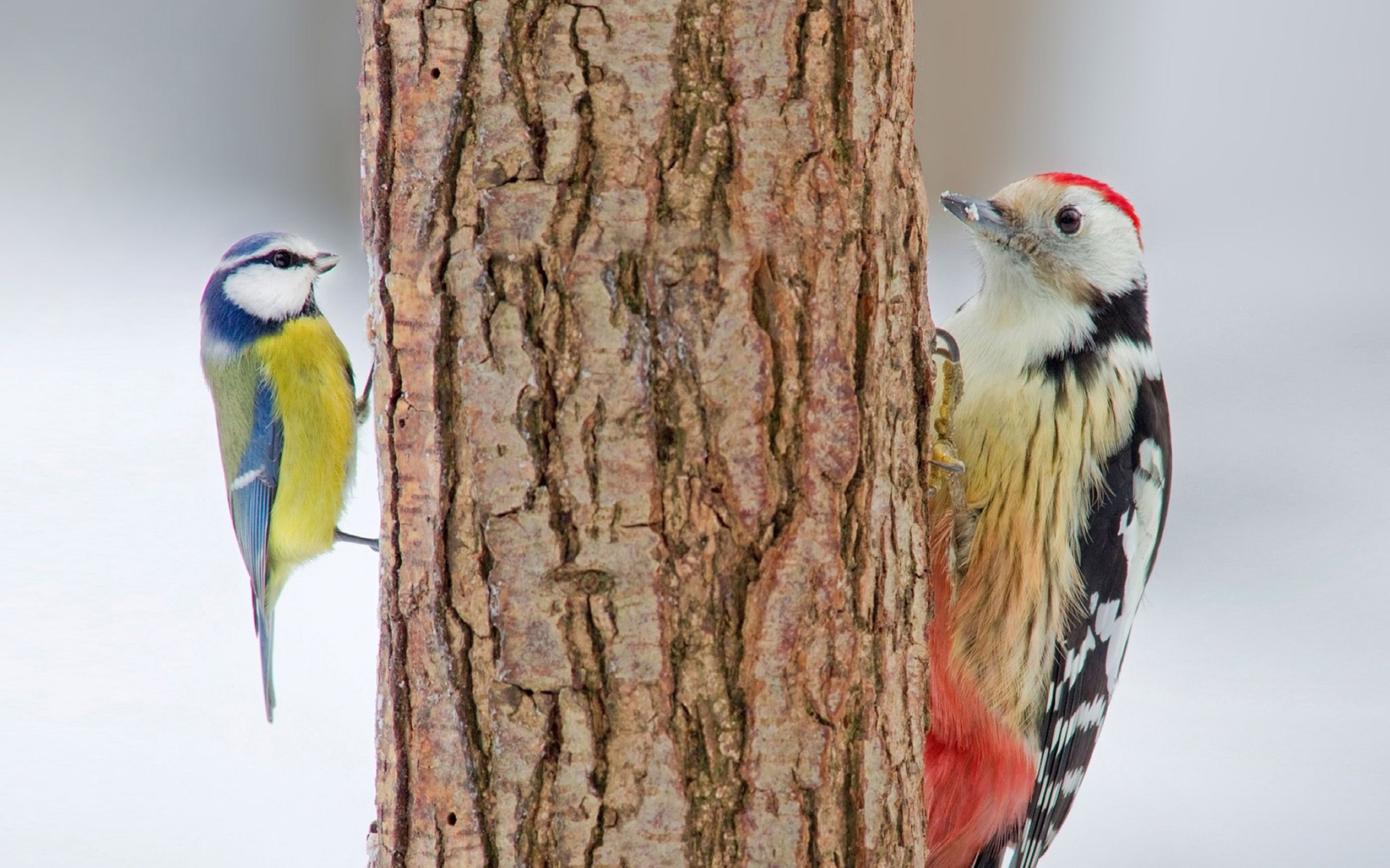 Bird Woodpecker 2816x1760