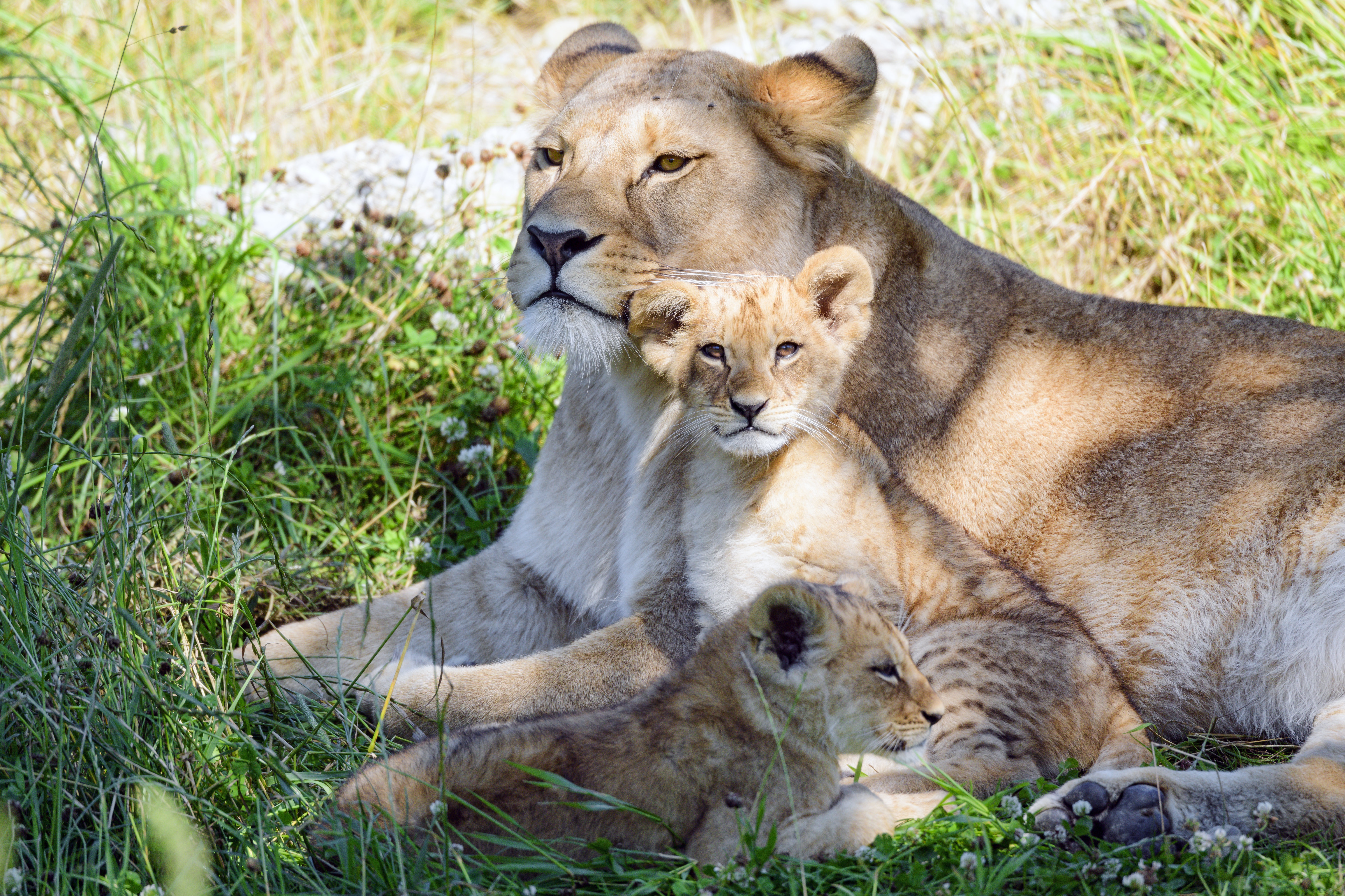 Baby Animal Big Cat Cub Lion Wildlife Predator Animal 6144x4096
