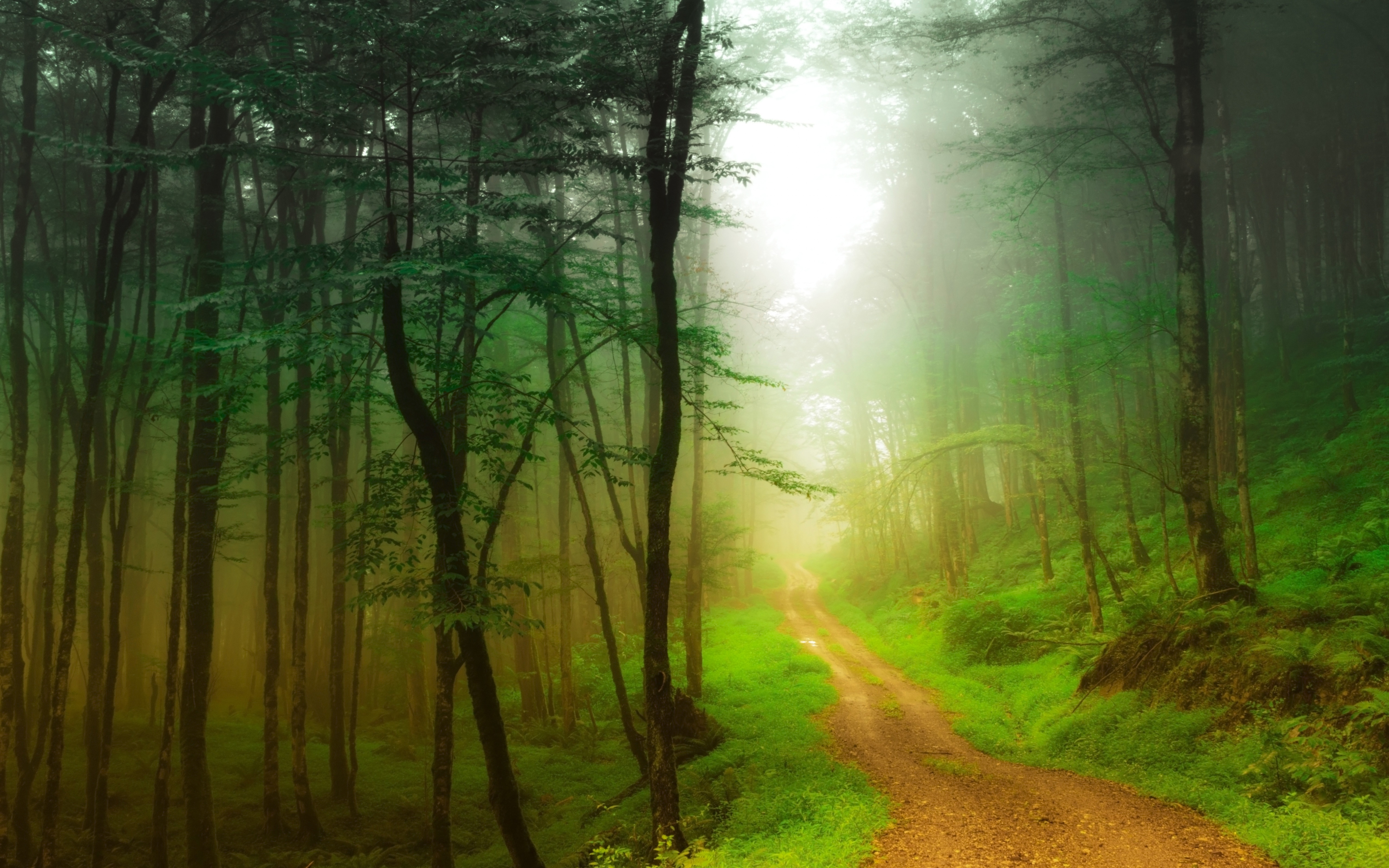 Fog Forest Nature Path Tree 5120x3200