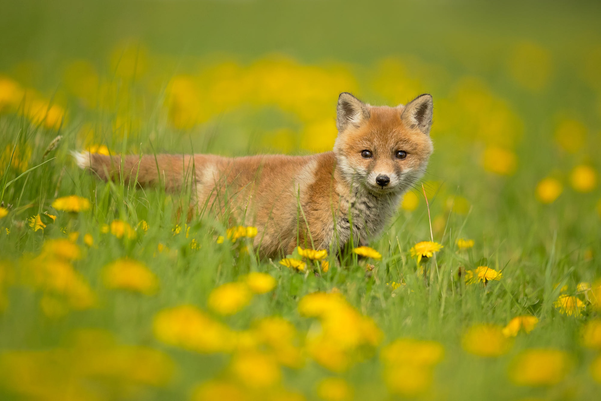 Baby Animal Cub Dandelion Fox Wildlife 2048x1366