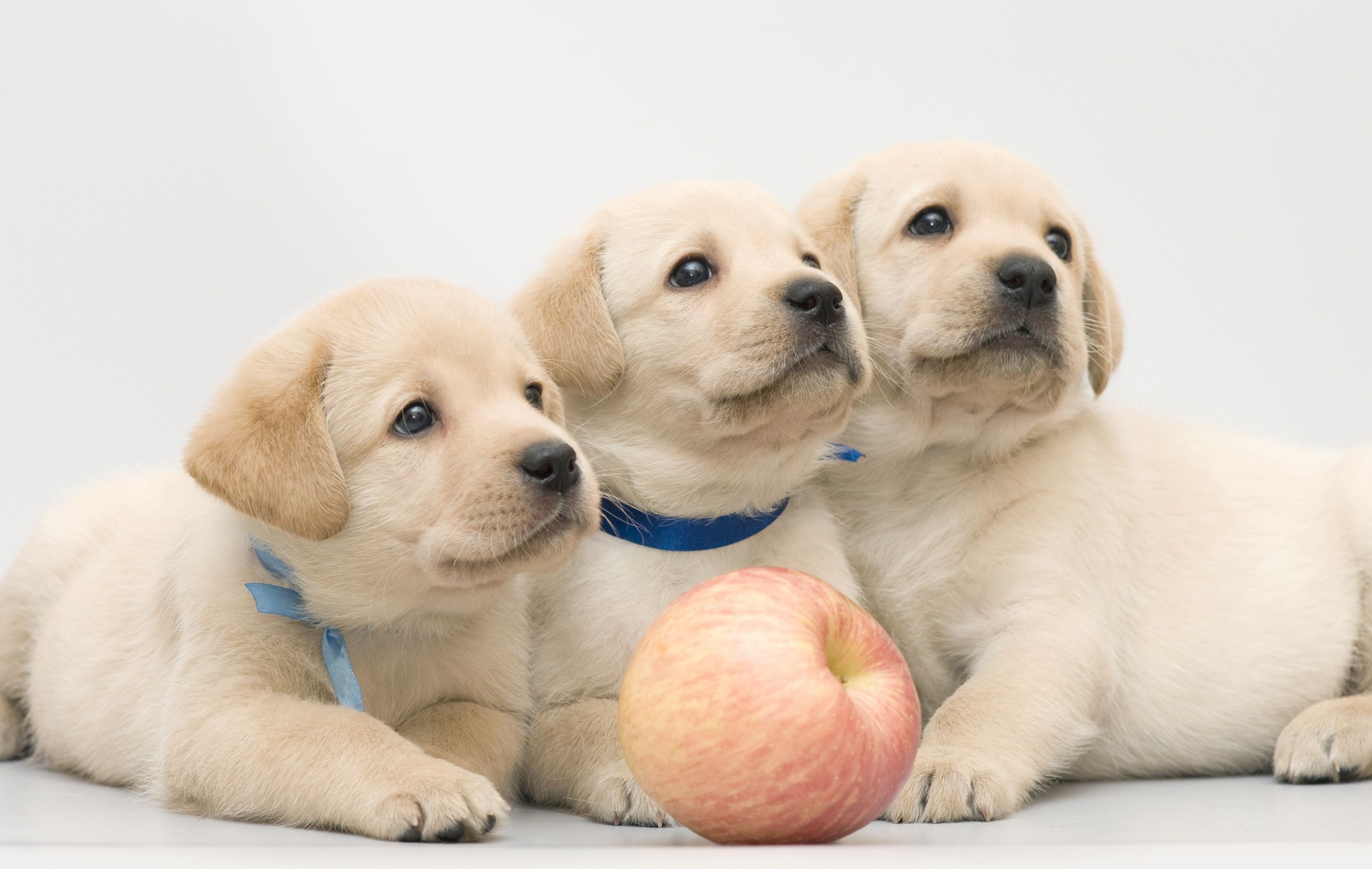 Apple Baby Animal Dog Labrador Retriever Pet Puppy 2100x1330