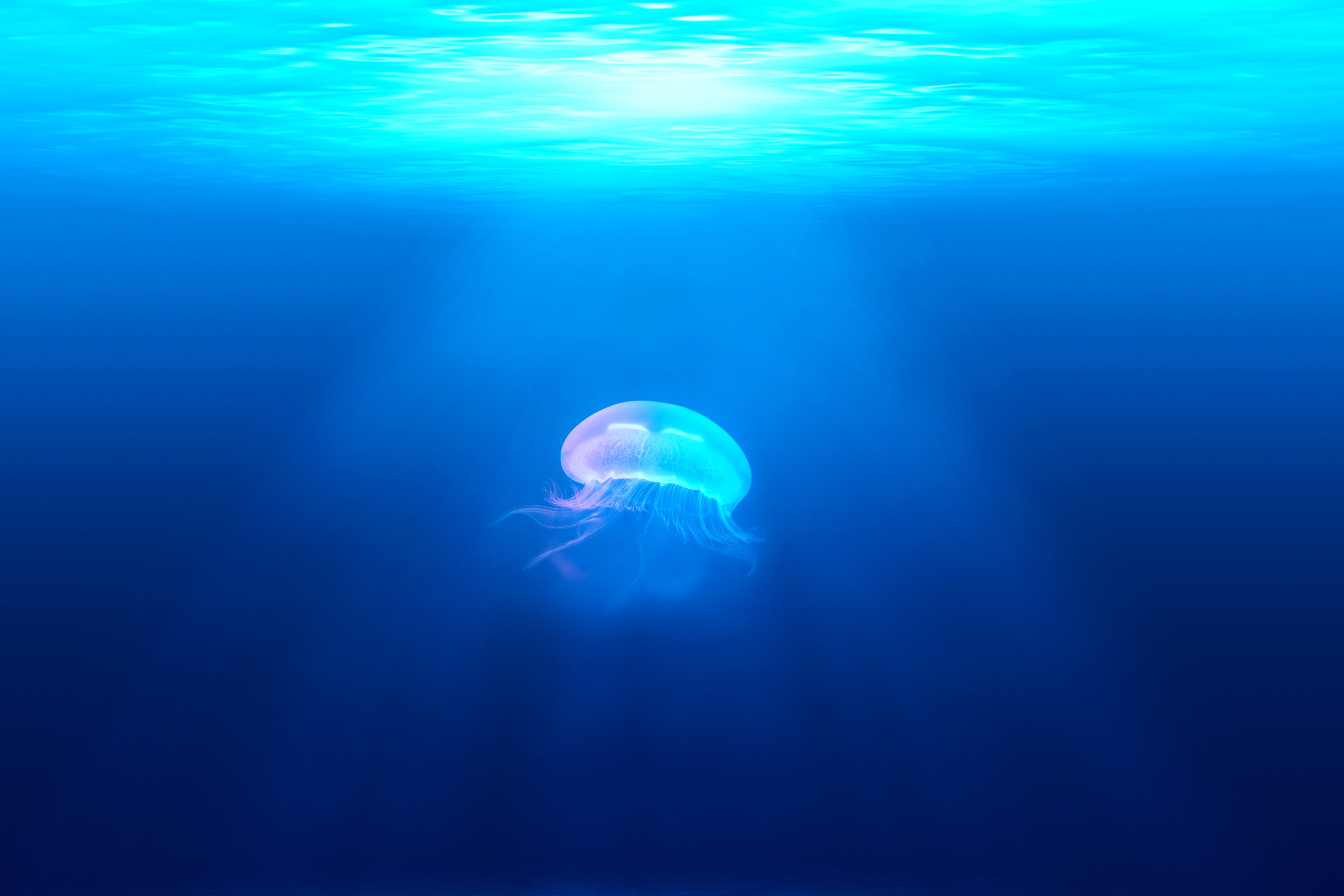 Blue Jellyfish Ocean Sunbeam Underwater 3840x2560