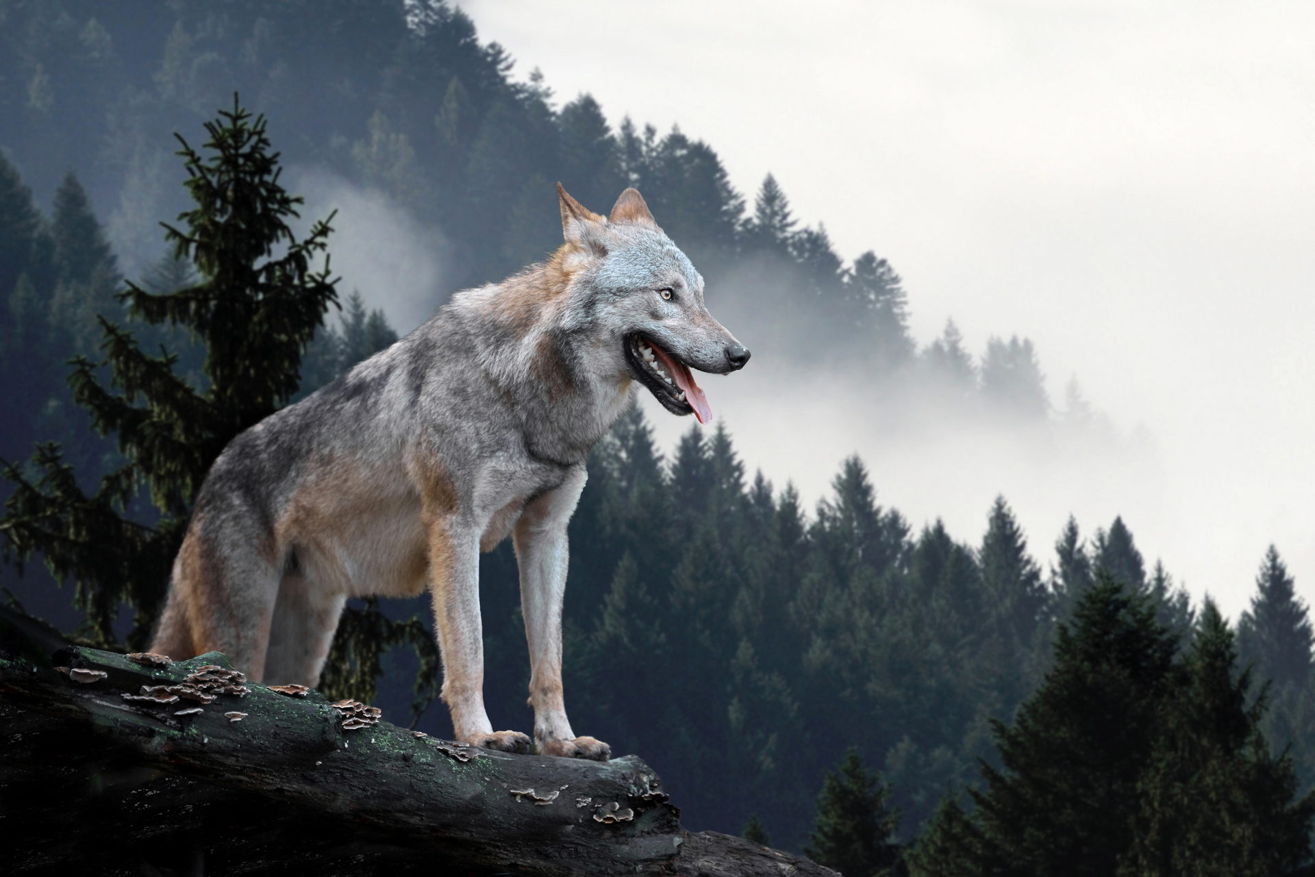 Animal Wolf 1920x1280