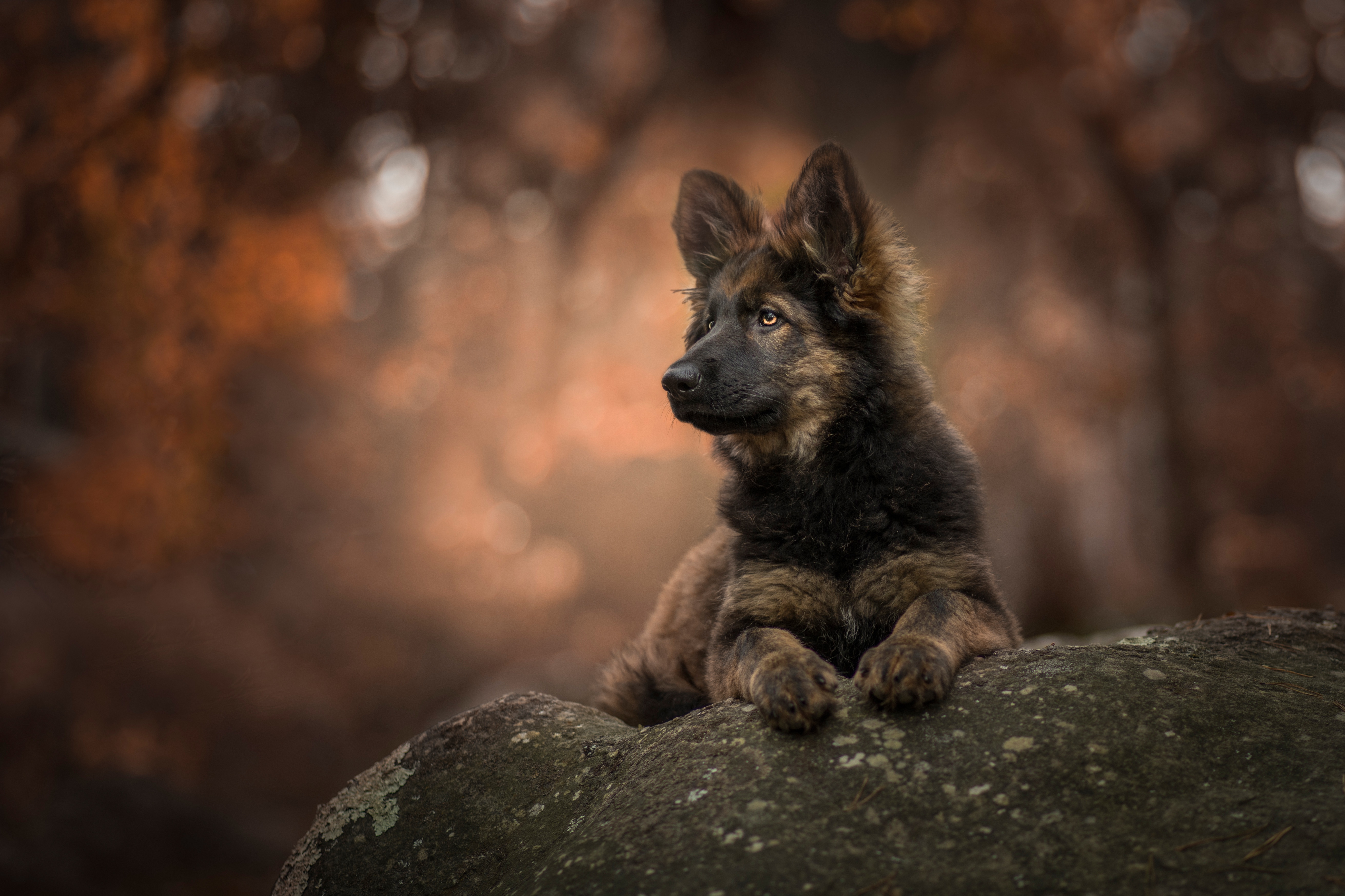 Baby Animal Depth Of Field Dog German Shepherd Pet Puppy Wallpaper -  Resolution:5243x3495 - ID:1154443 