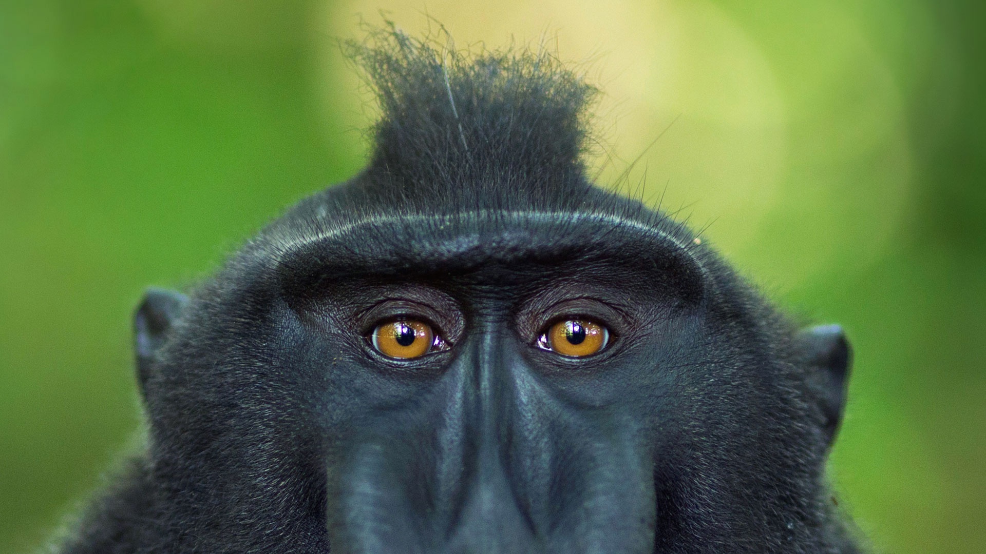 Macaque Monkey Primate Stare Wildlife 1920x1080