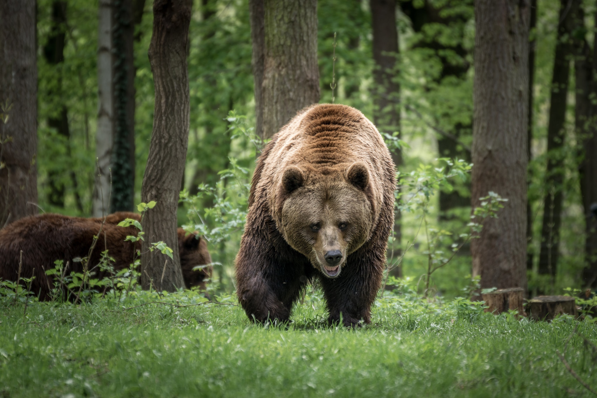 Bear Wildlife Predator Animal 2048x1365