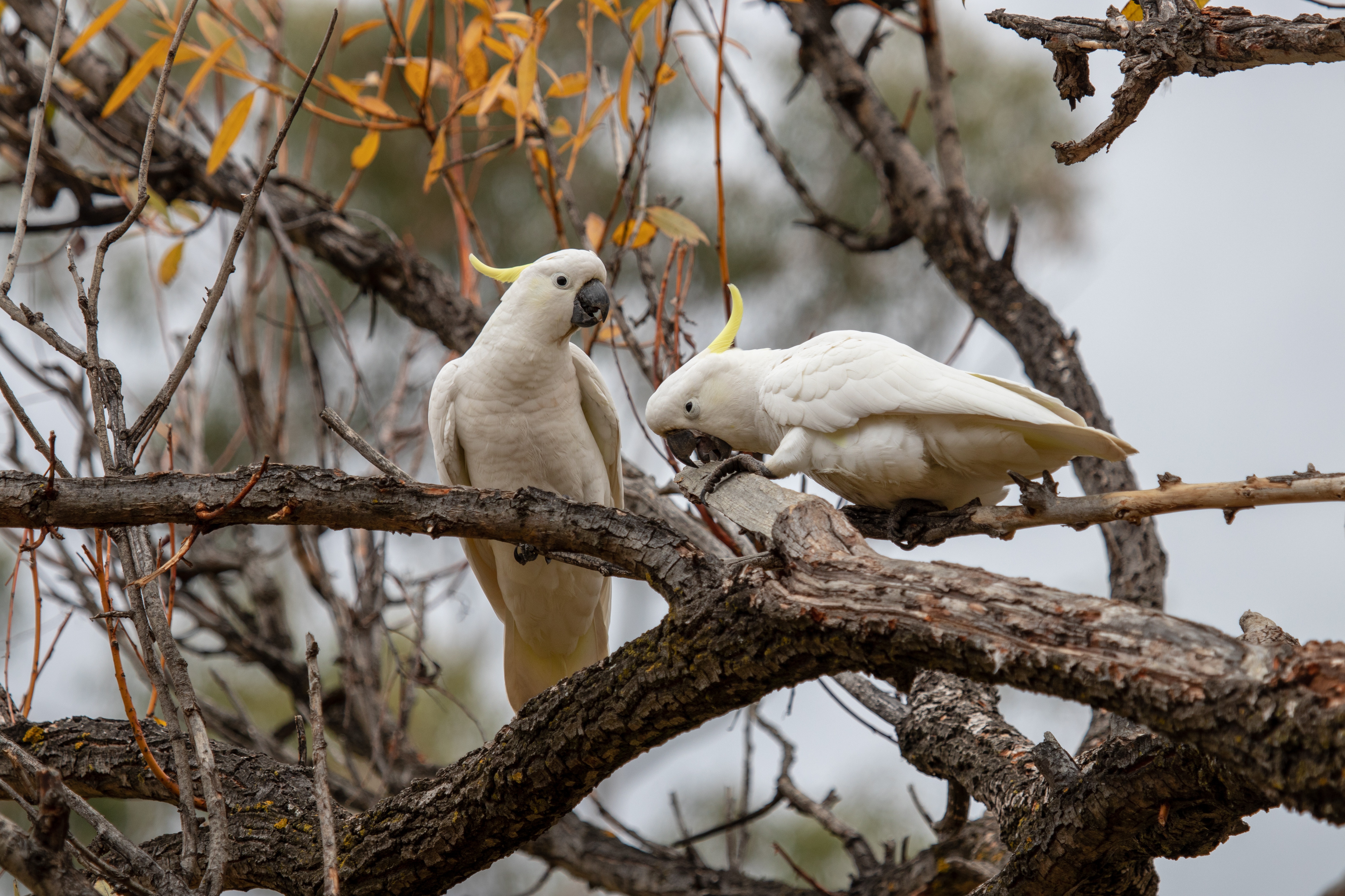 Bird Cockatoo Parrot Wildlife 6000x4000