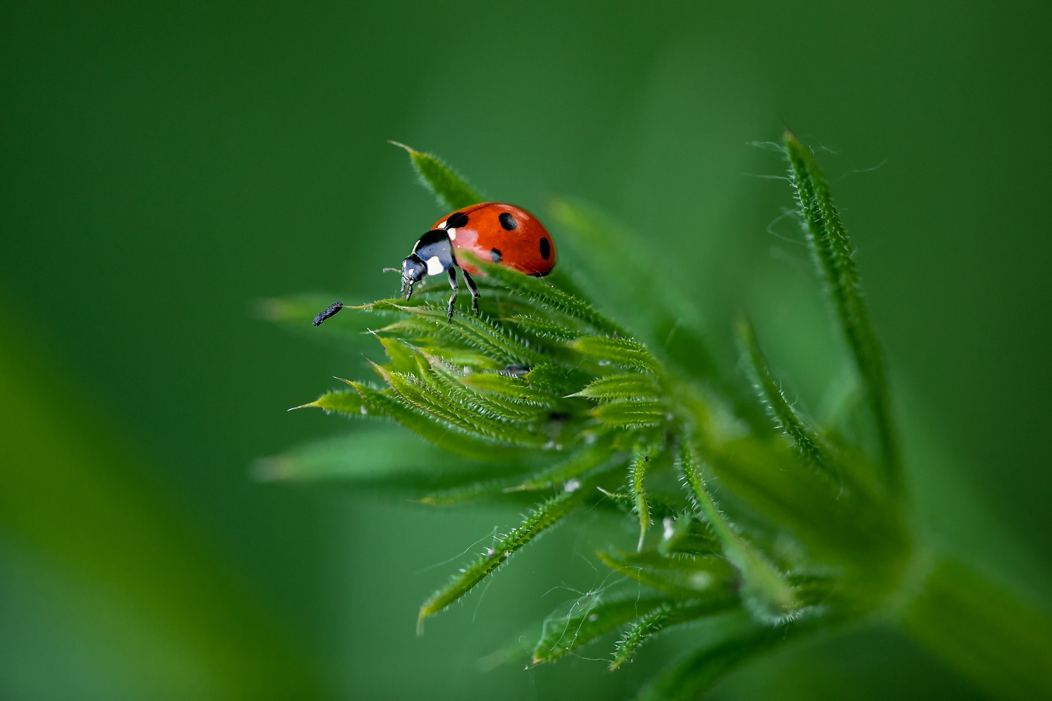 Grass Insect Ladybug Macro 2048x1365