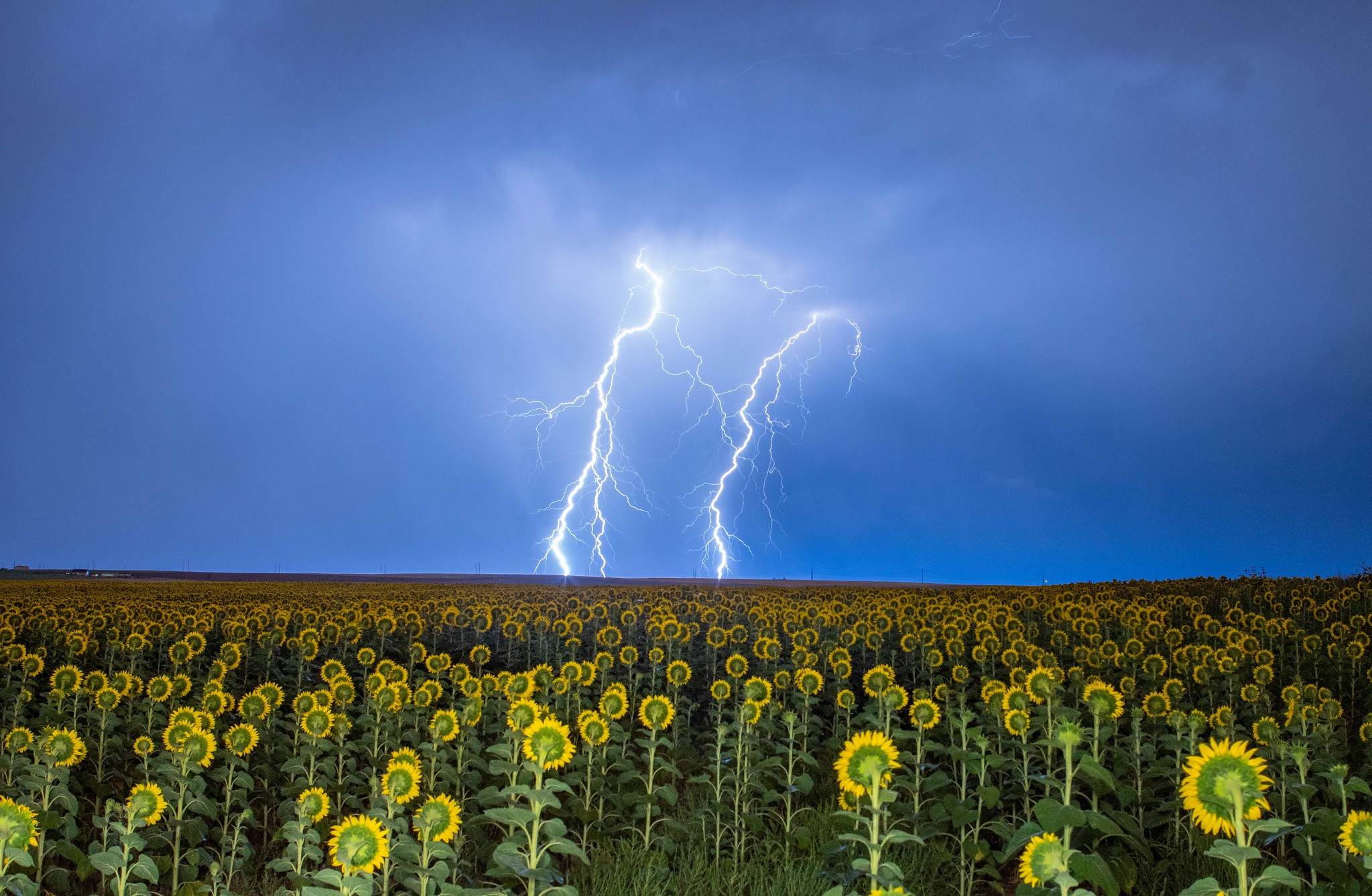 Field Flower Lightning Nature Sky Sunflower 2047x1338