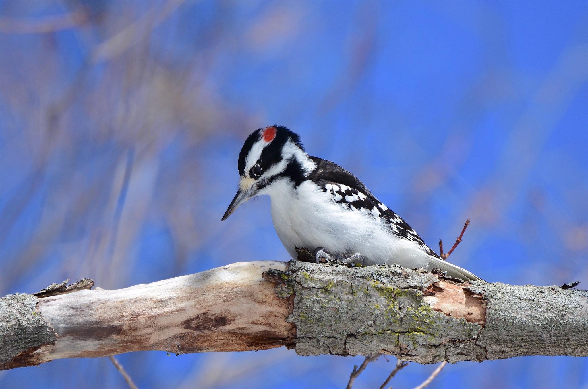 Bird Wildlife Woodpecker 2048x1358