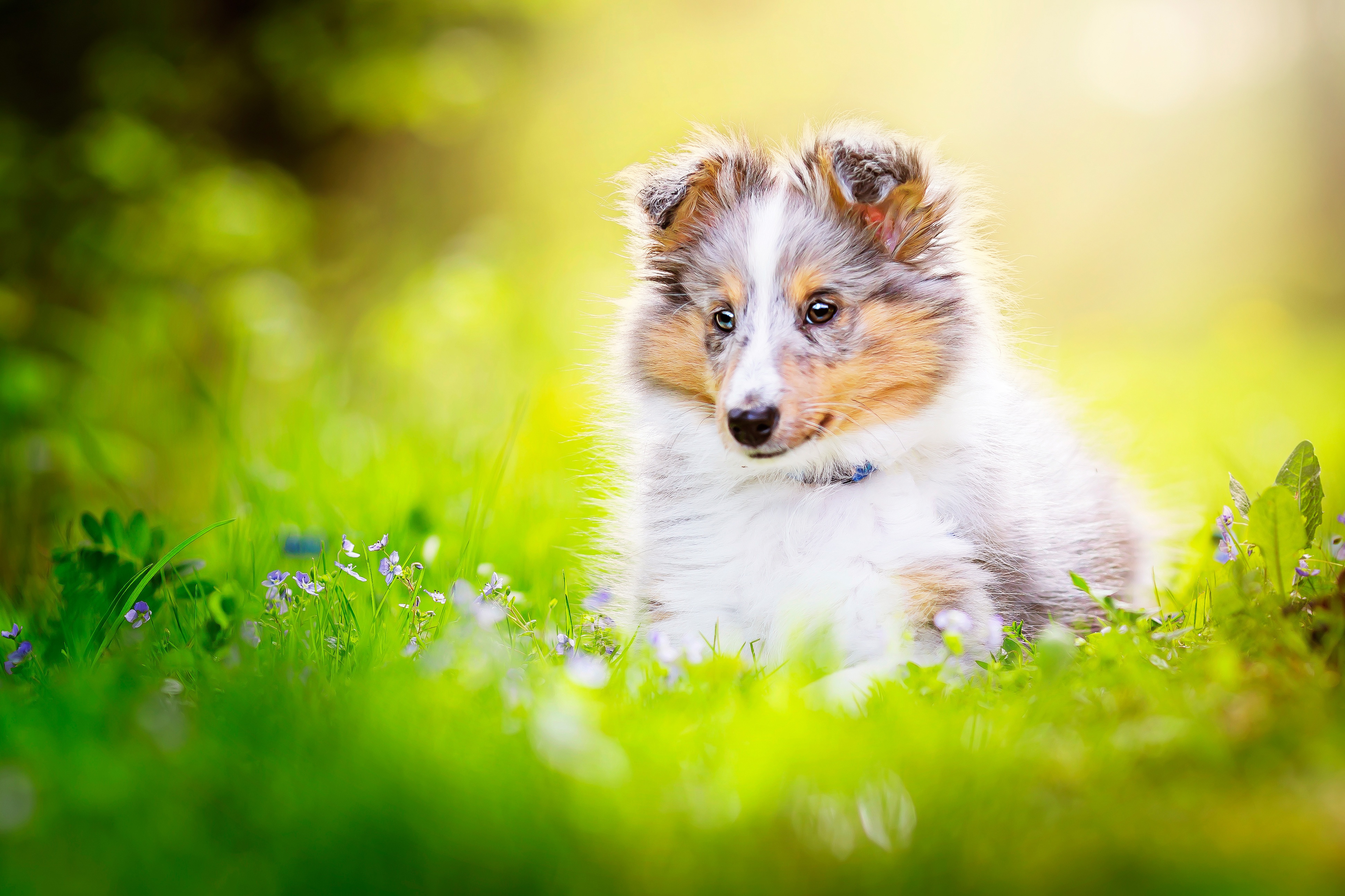 Baby Animal Dog Pet Puppy Shetland Sheepdog 3882x2588