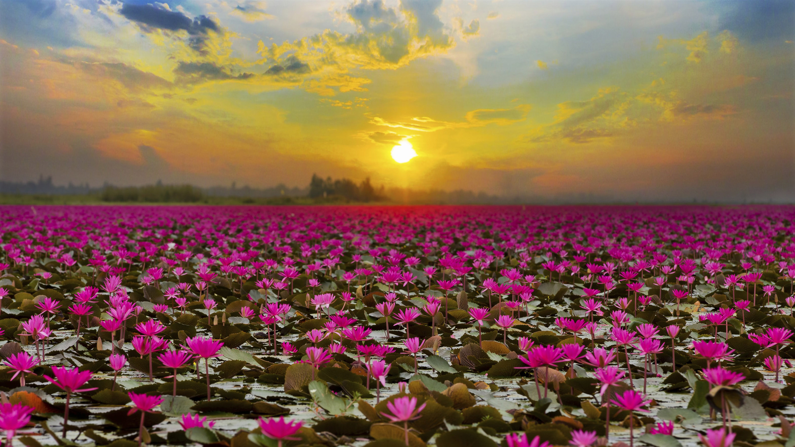 Earth Flower Lotus Pink Flower Sunset 2560x1440