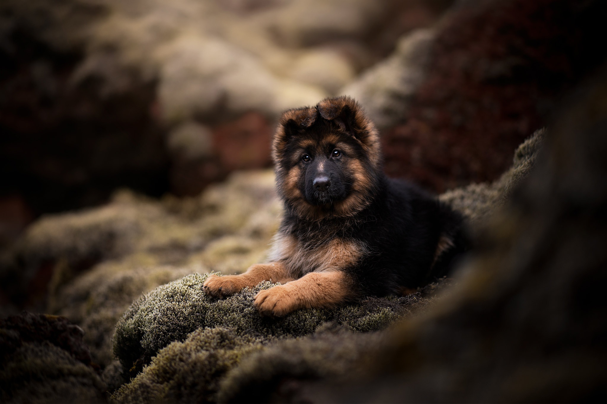 Baby Animal Dog German Shepherd Pet Puppy 2048x1363