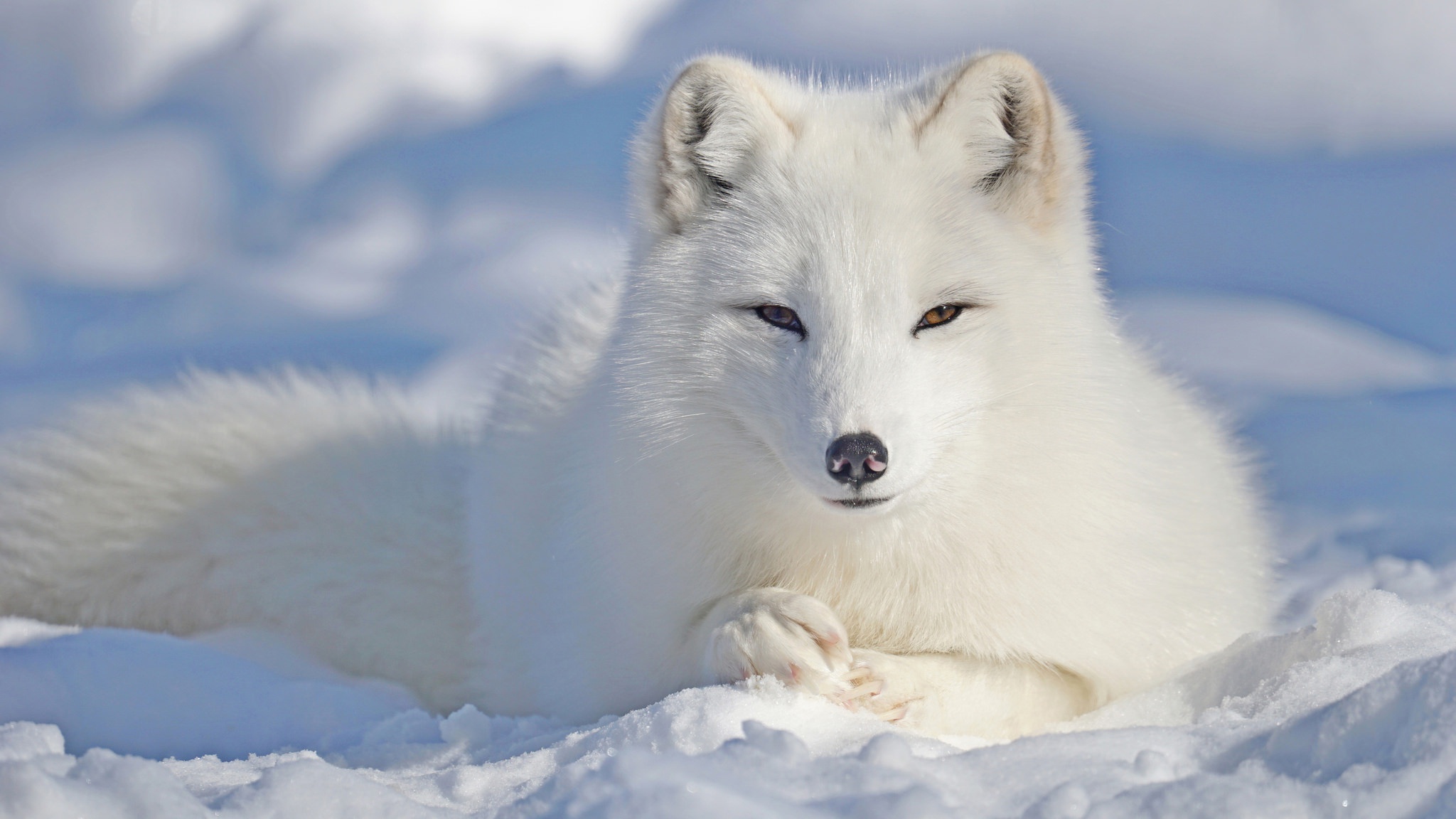 Arctic Fox Fox Snow Wildlife 2048x1152