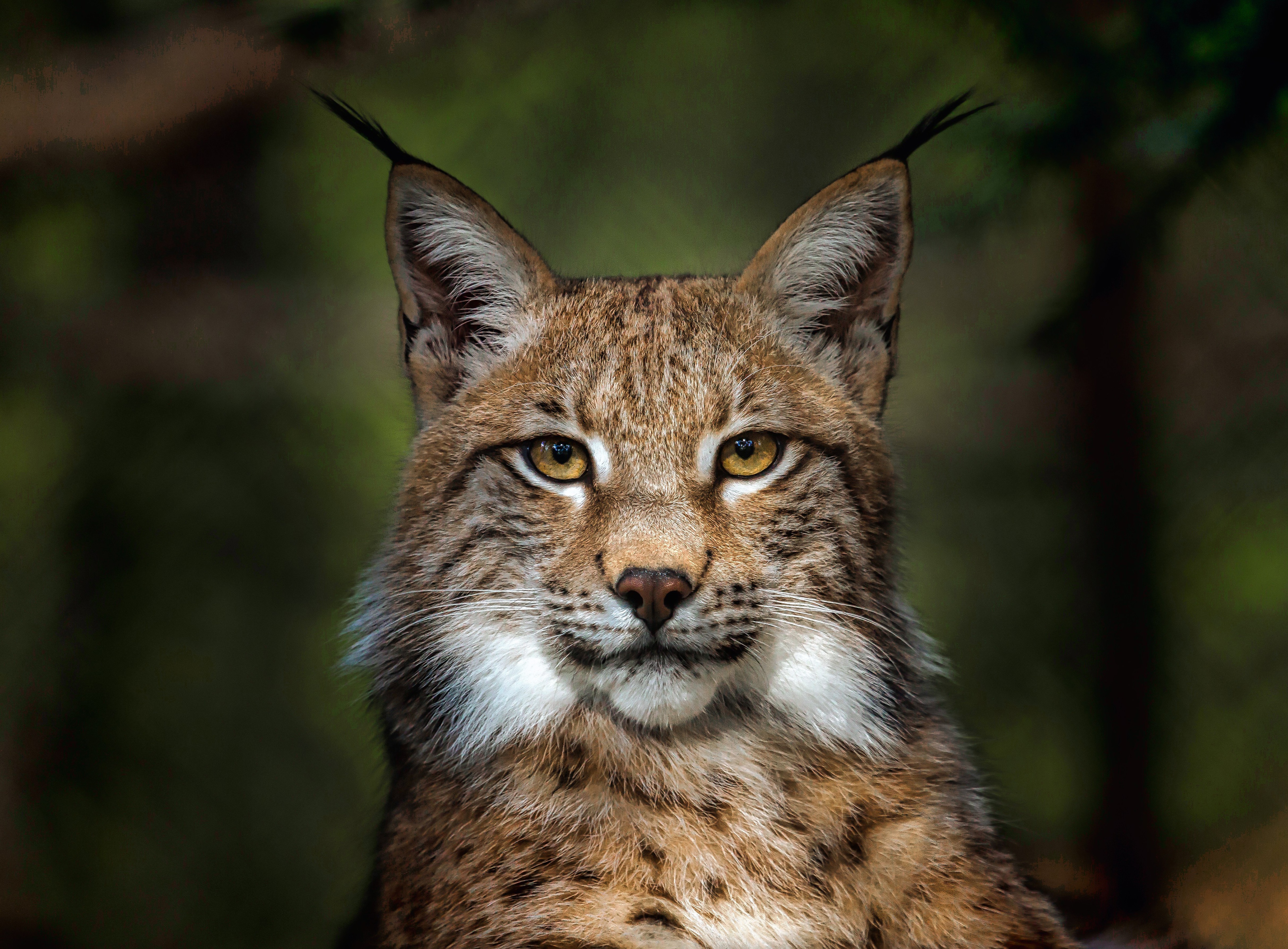 Big Cat Lynx Stare Wildlife Predator Animal 3840x2830