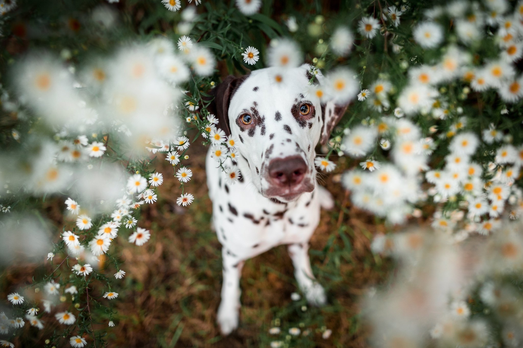Dalmatian Dog Flower Pet White Flower 2048x1365